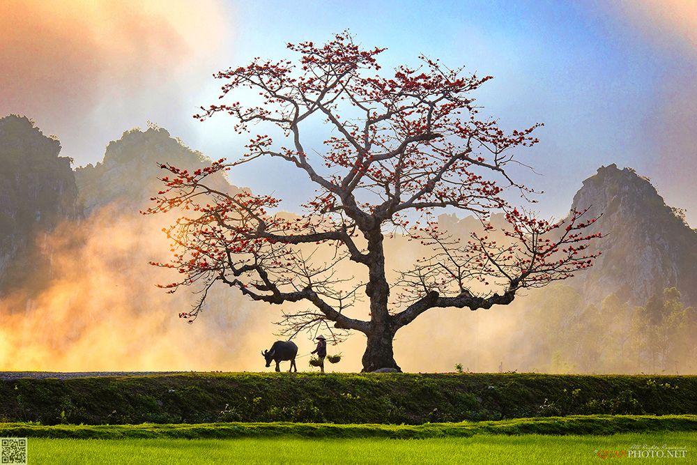 quanphoto, landscape, sunset, sundown, mountains, tree, buffalo, woman, rural, countryside, vietnam, quanphoto