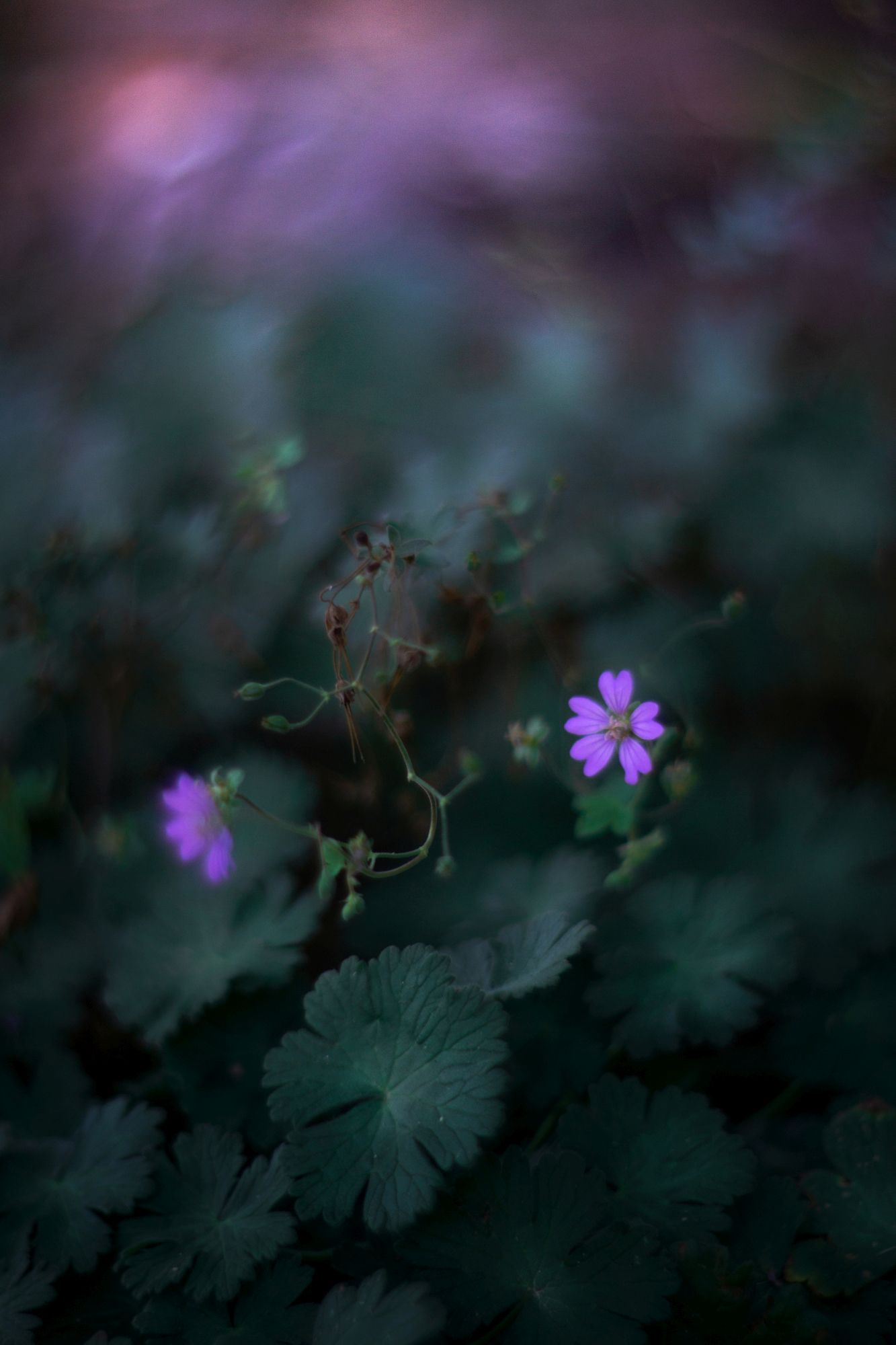 green,plant,exterior,light,dark,bokeh,flowers,purple,, Борислав Алексиев