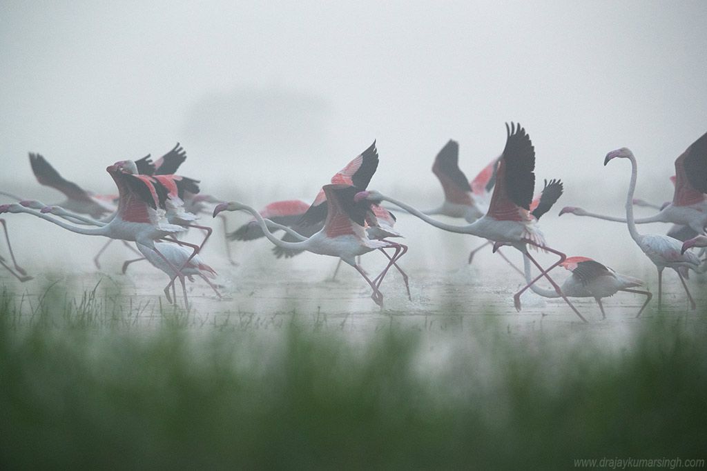 Greater flamingos fog, Dr Ajay Kumar Singh