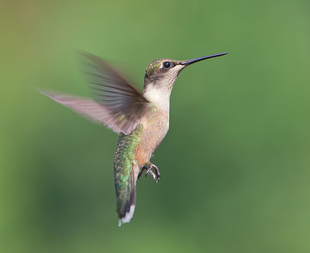 колибри,ruby-throated hummingbird, hummingbird, весна, Etkind Elizabeth