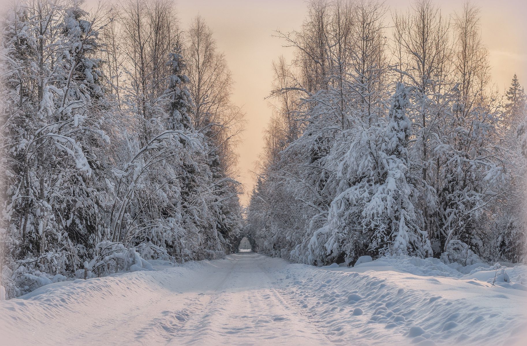 зима, заснеженные деревья, лес, Сергей Аникин