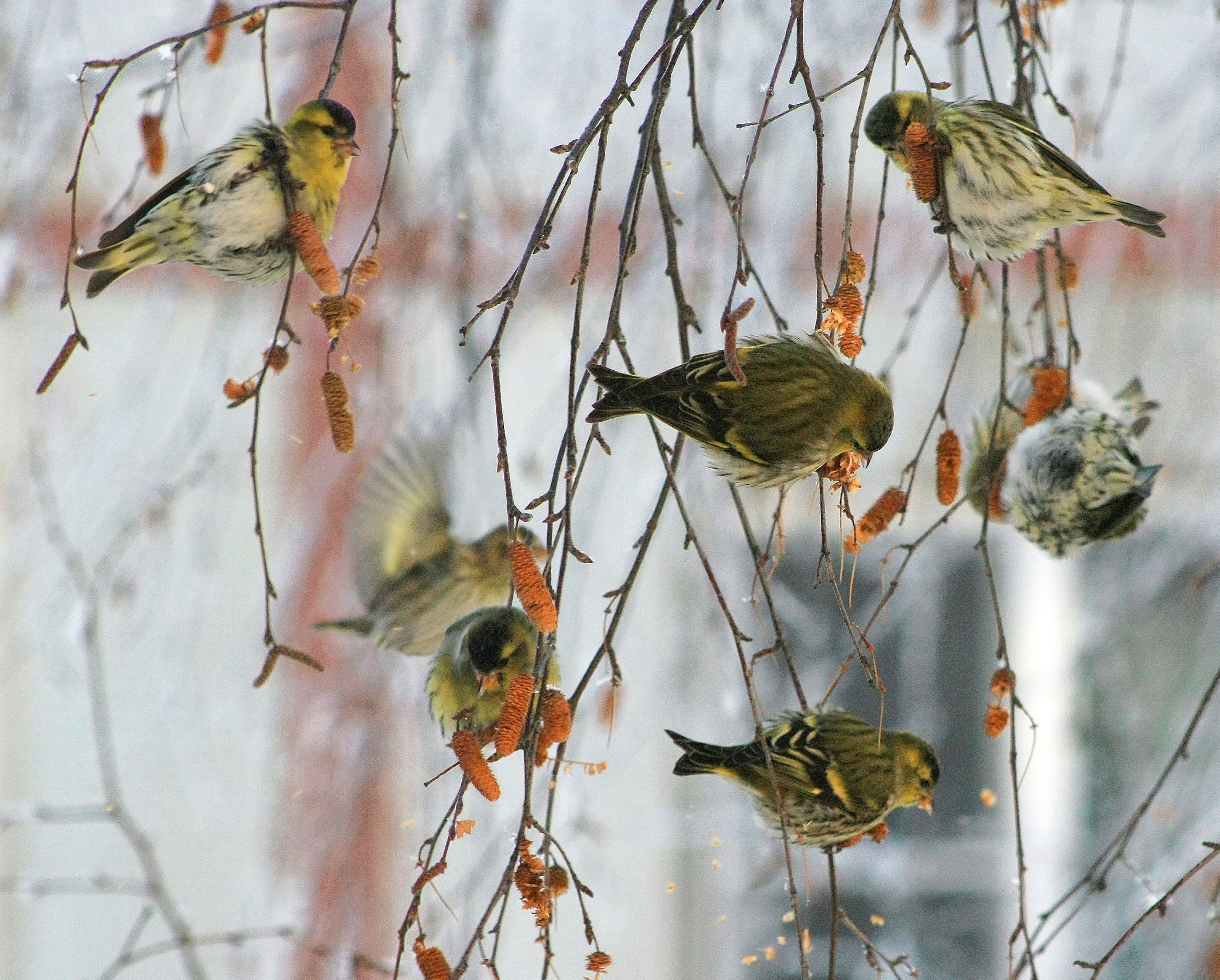 птицы , зима, Александр Свистков