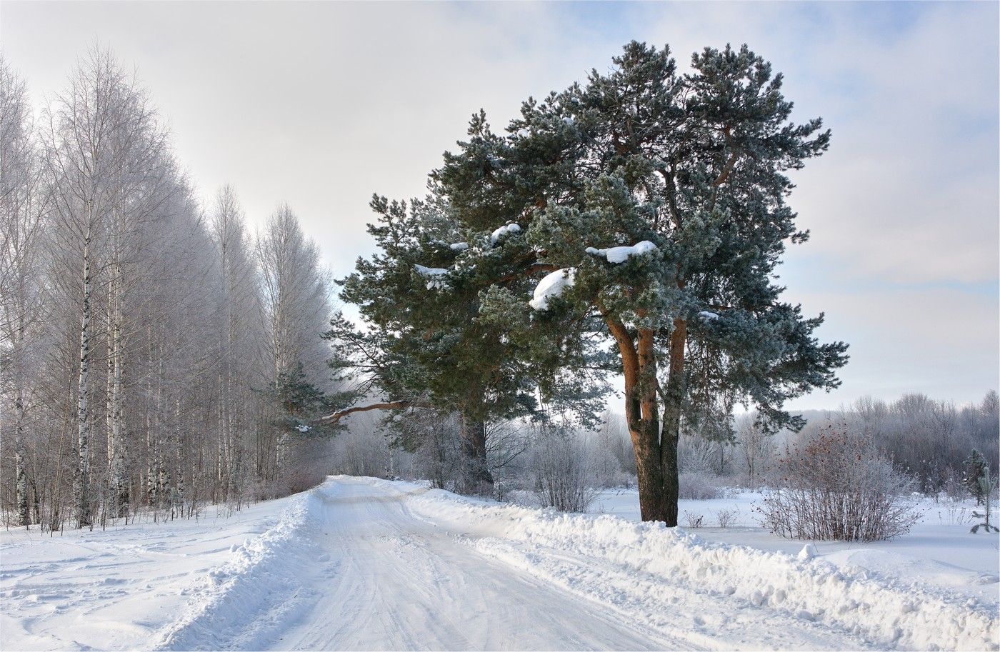 зима, сосны, дорога, лапы, снег, образ, дорожный патруль, Петров Игорь