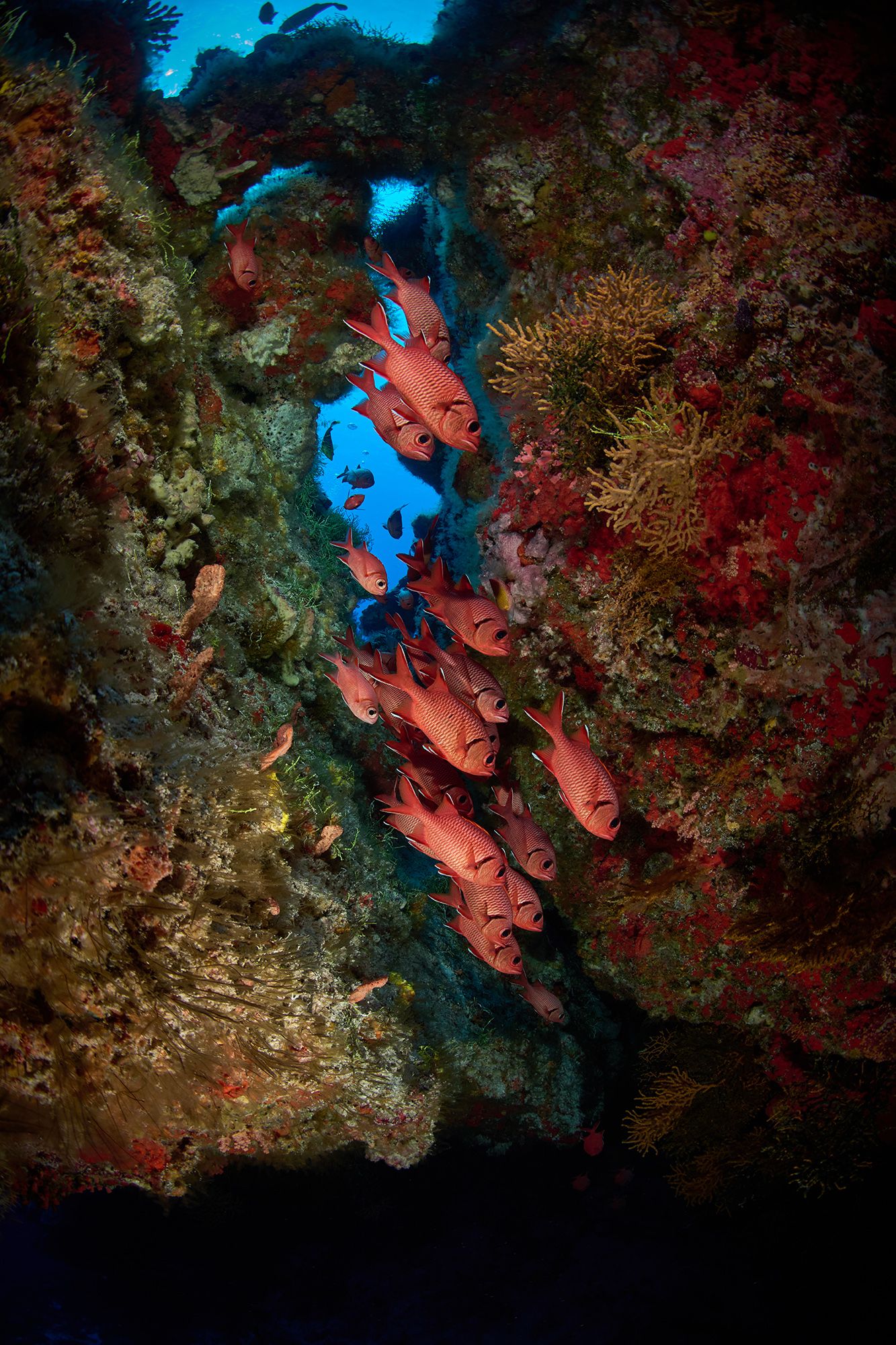 рыбы-солдаты, рыбы, море, океан, пещера,дайвинг, подводная фотосъемка, PAVEL PEREPECHAEV