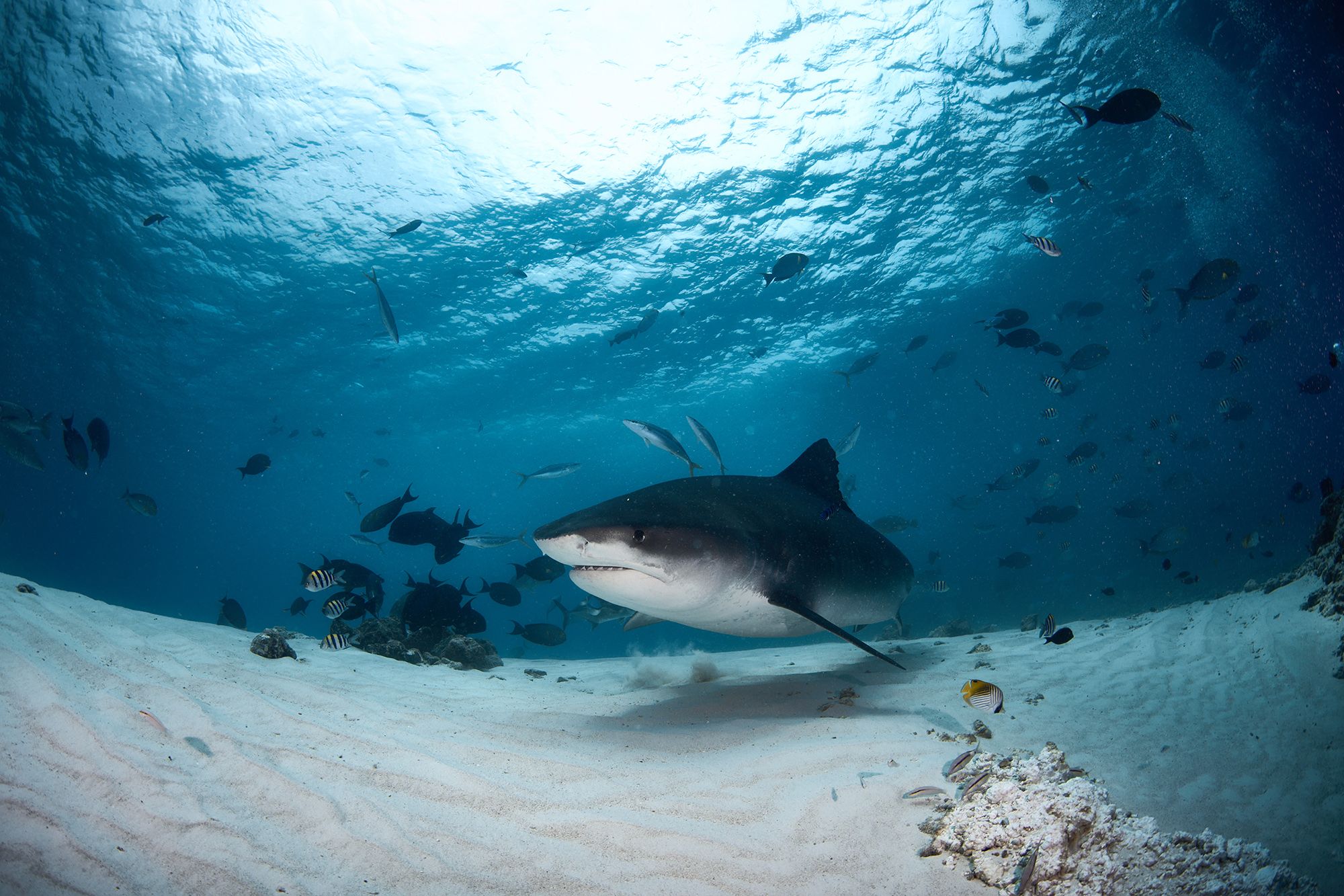 тигровая акула, акула, дайвинг, подводная фотосъемка, фувамула, мальдивы, PAVEL PEREPECHAEV