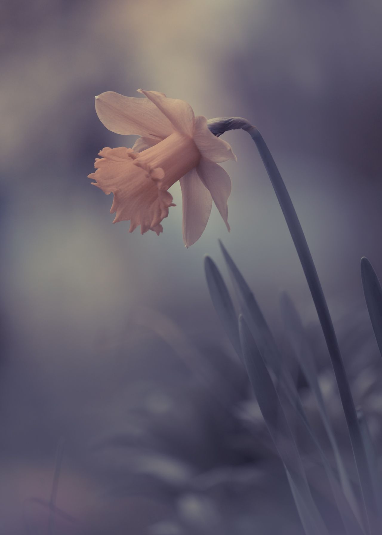 нарцисс, цветок, весна, narcissus, flower, spring, blossom, close up,, Tonova Vania