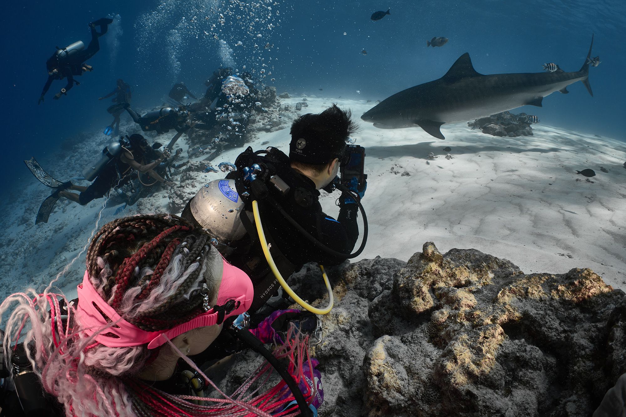 тигровая акула, акула, дайвинг, подводная фотосъемка, дайверы, PAVEL PEREPECHAEV