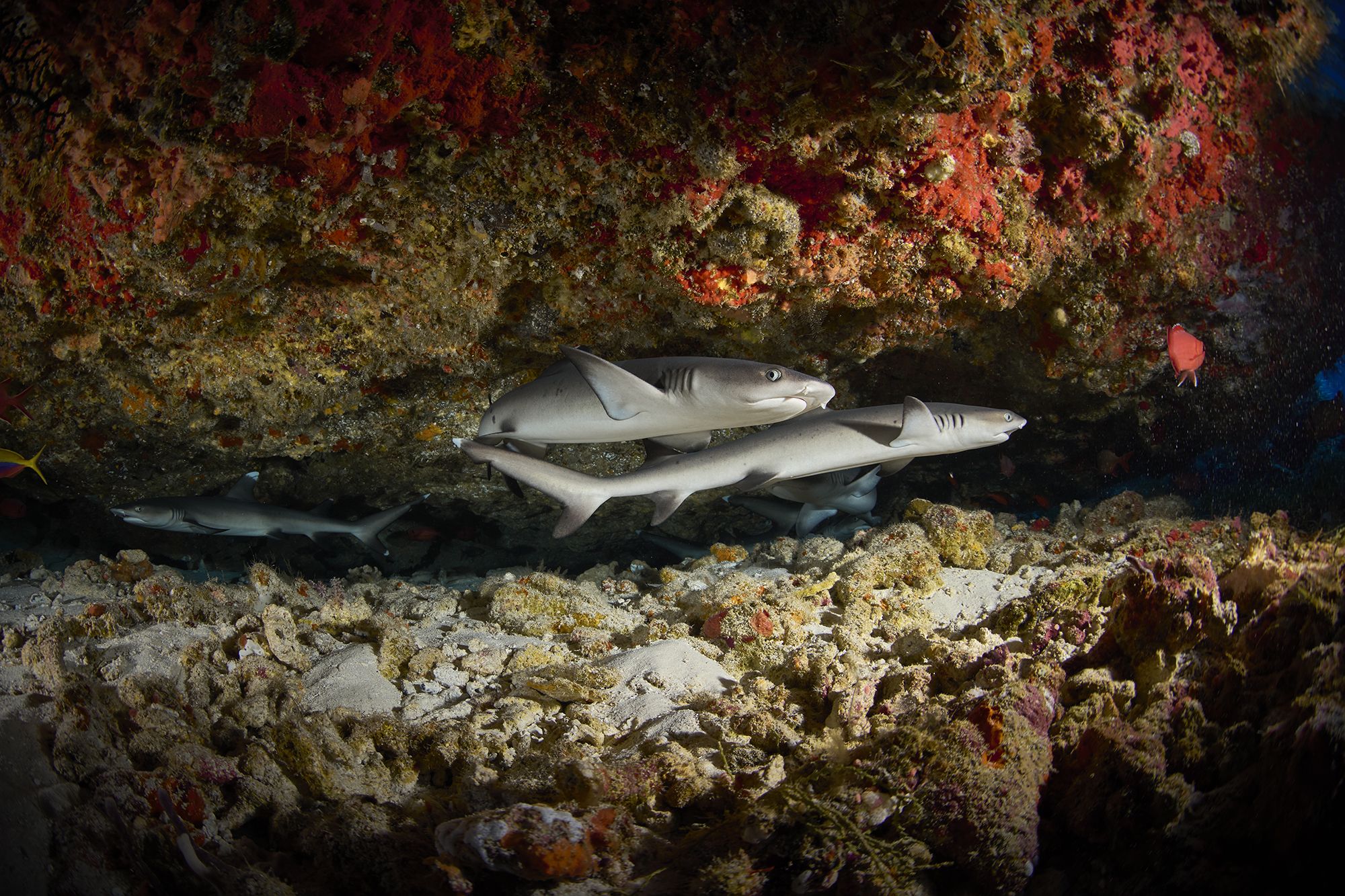 белоперая акула, акула, дайвинг, подводная фотосъемка, PAVEL PEREPECHAEV