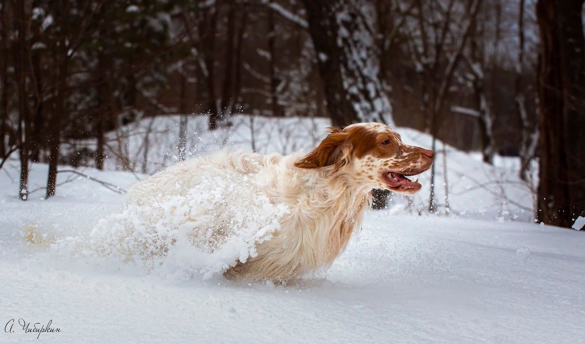 собака, английский сеттер, прогулка зима, снег, бег, Александр Чибиркин