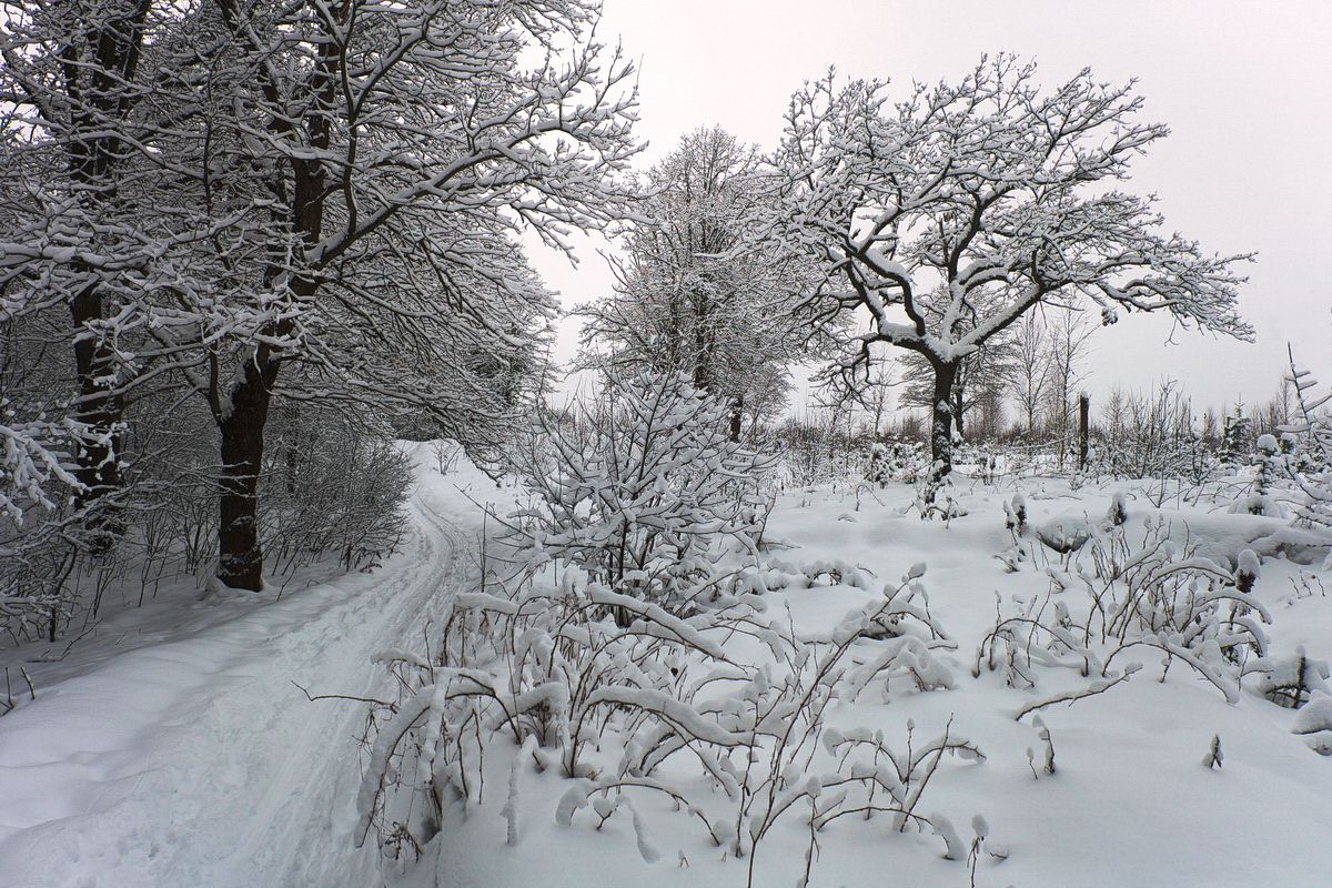 лучёса, зима, снегопад, Виктор Гурков