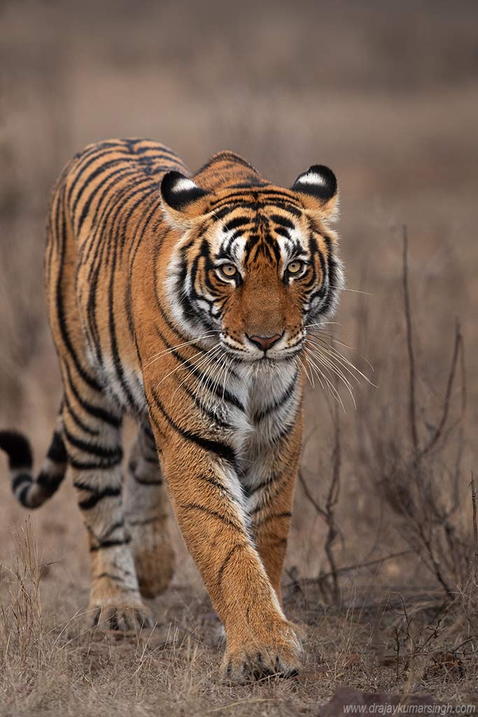 Portrait Tiger, Dr Ajay Kumar Singh