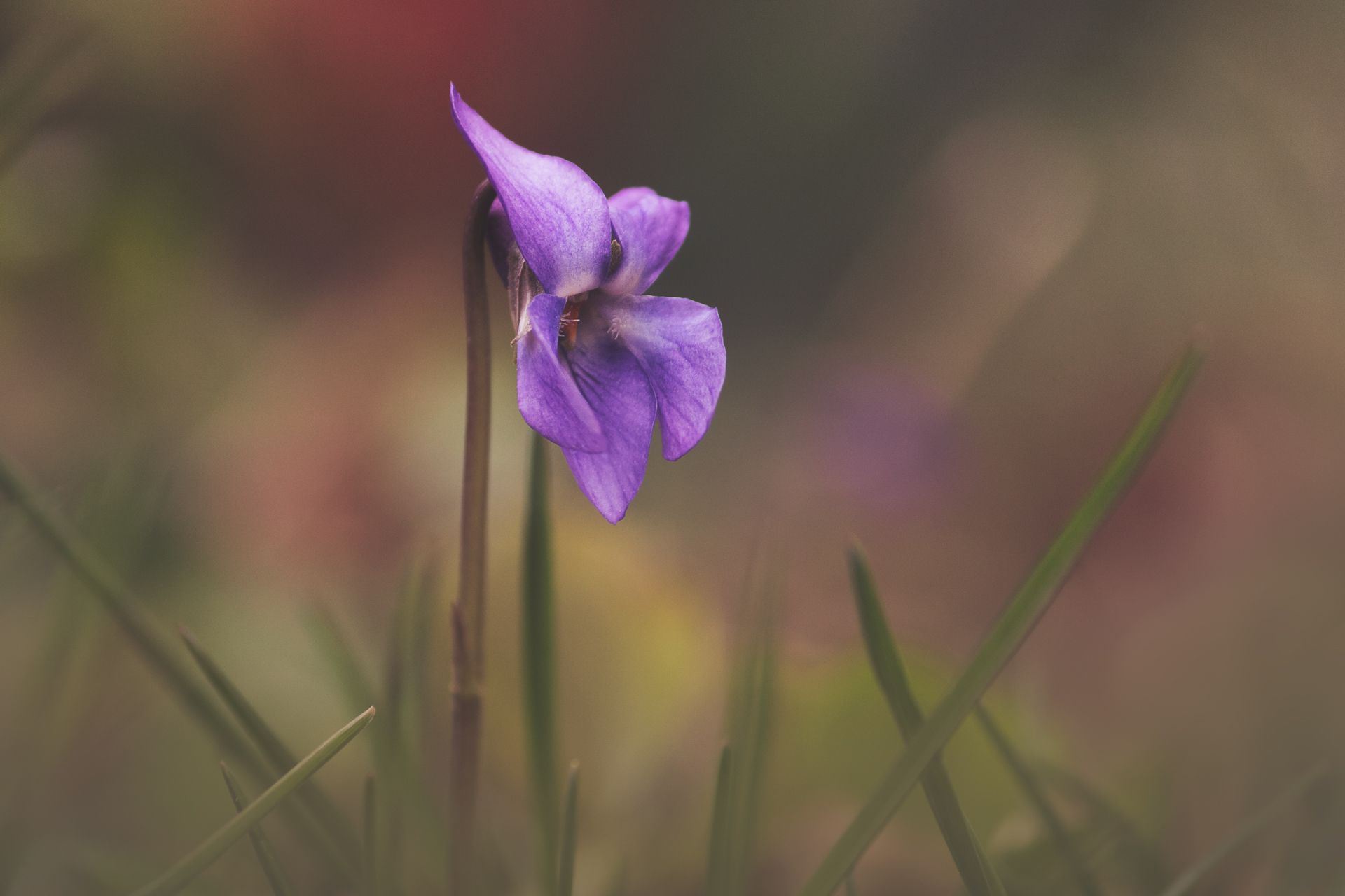 виола,  фиалка, цветок, макро, viola, flower, close up, macro, nature, Tonova Vania
