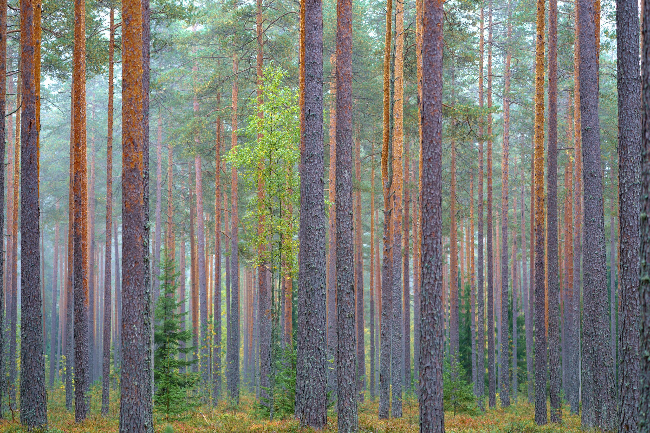 landscape, карелия, forest landscape, пейзаж, осень, осенний пейзаж, russia, Полякова Наталия