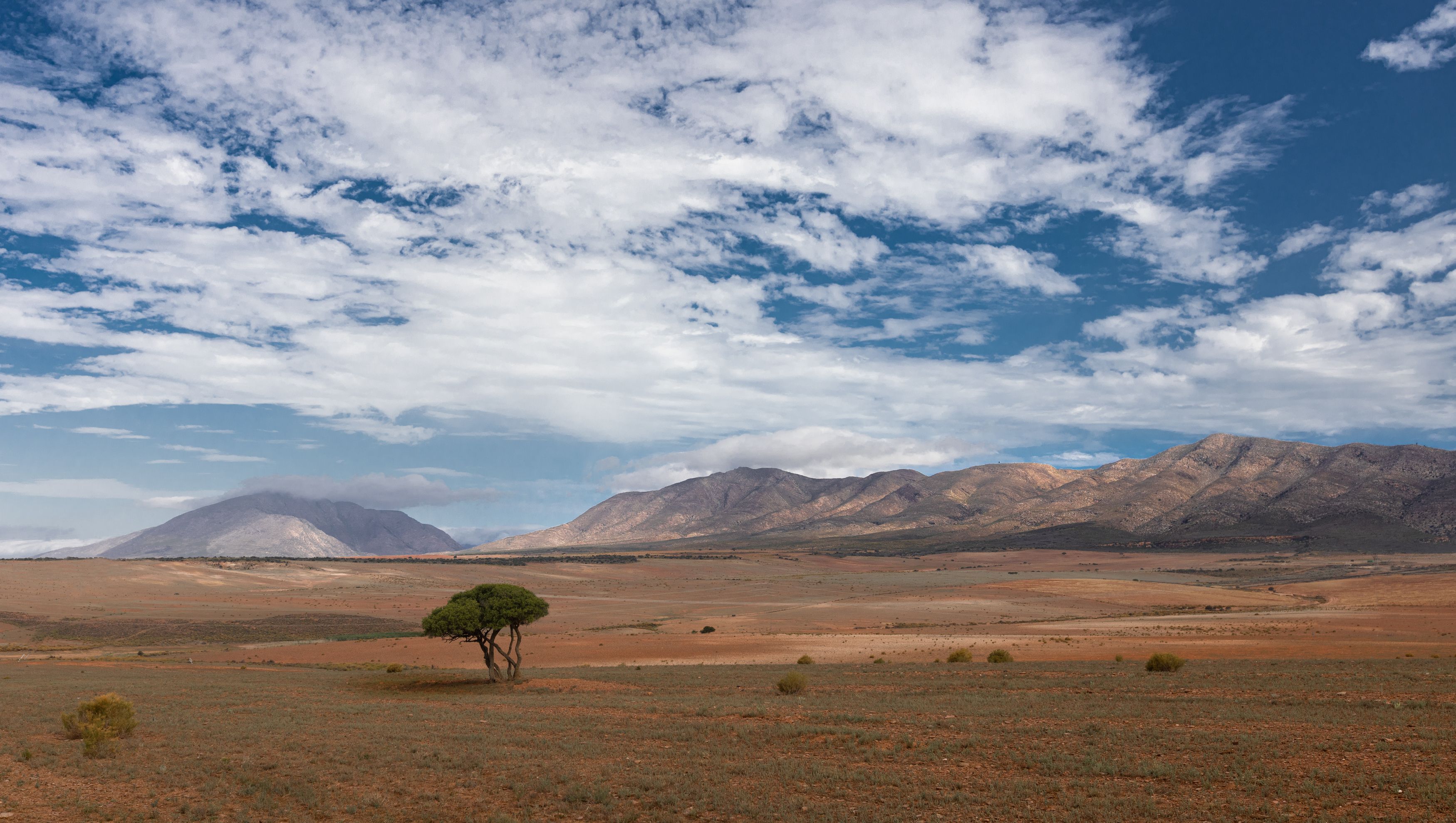 south africa, landscapes, desert, hills, mountains, savanna, safari, tree, lonely tree, Bevzenko Roman