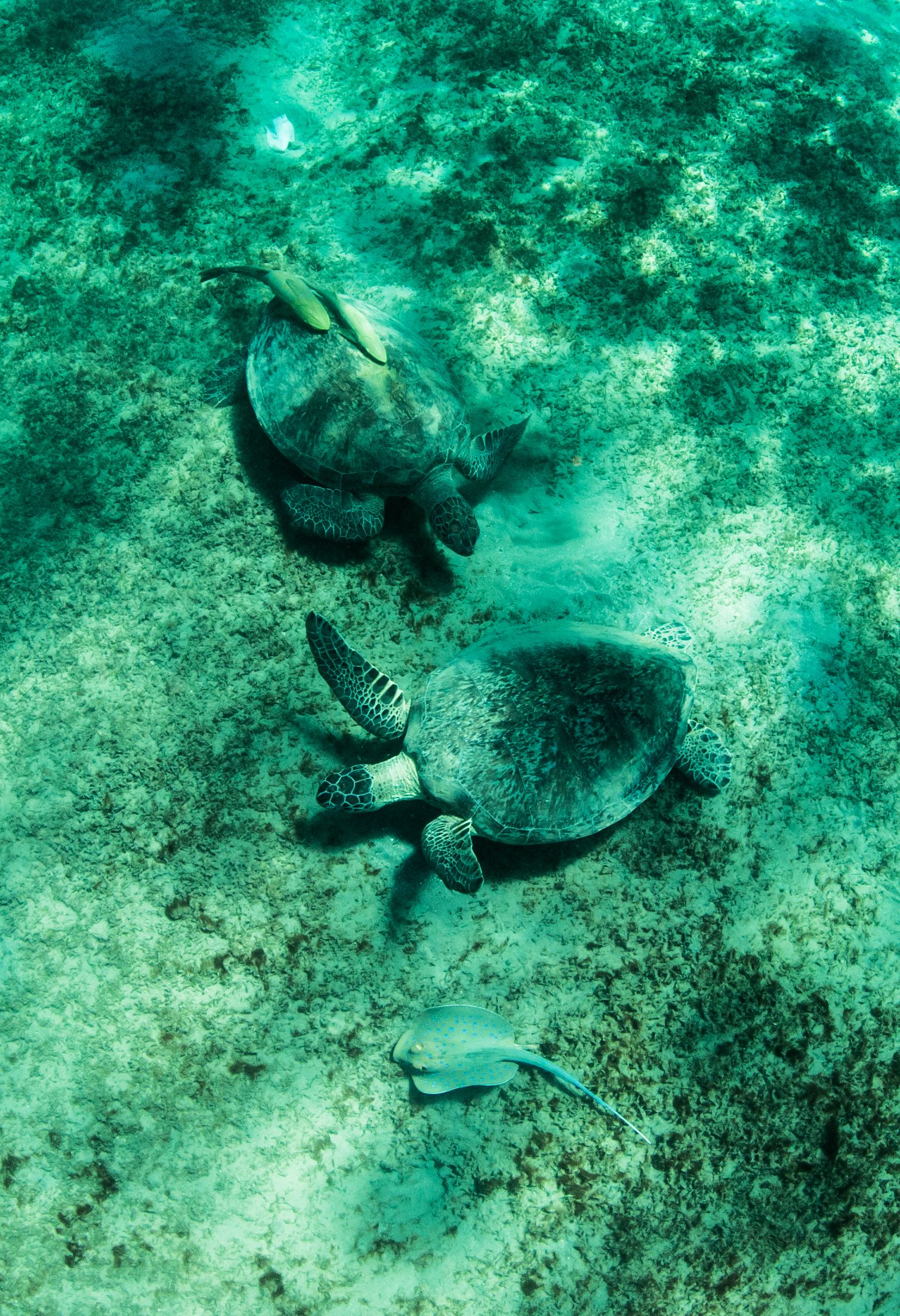 океан, подводная, фотография, черепахи, скат, Karasev Pavel