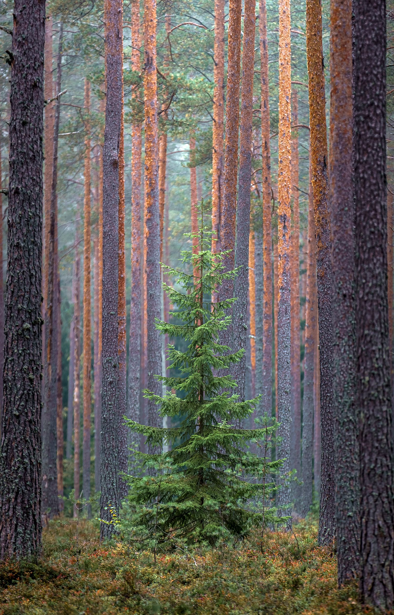 landscape, карелия, forest landscape, пейзаж, осень, осенний пейзаж, russia, сосновый лес, Полякова Наталия