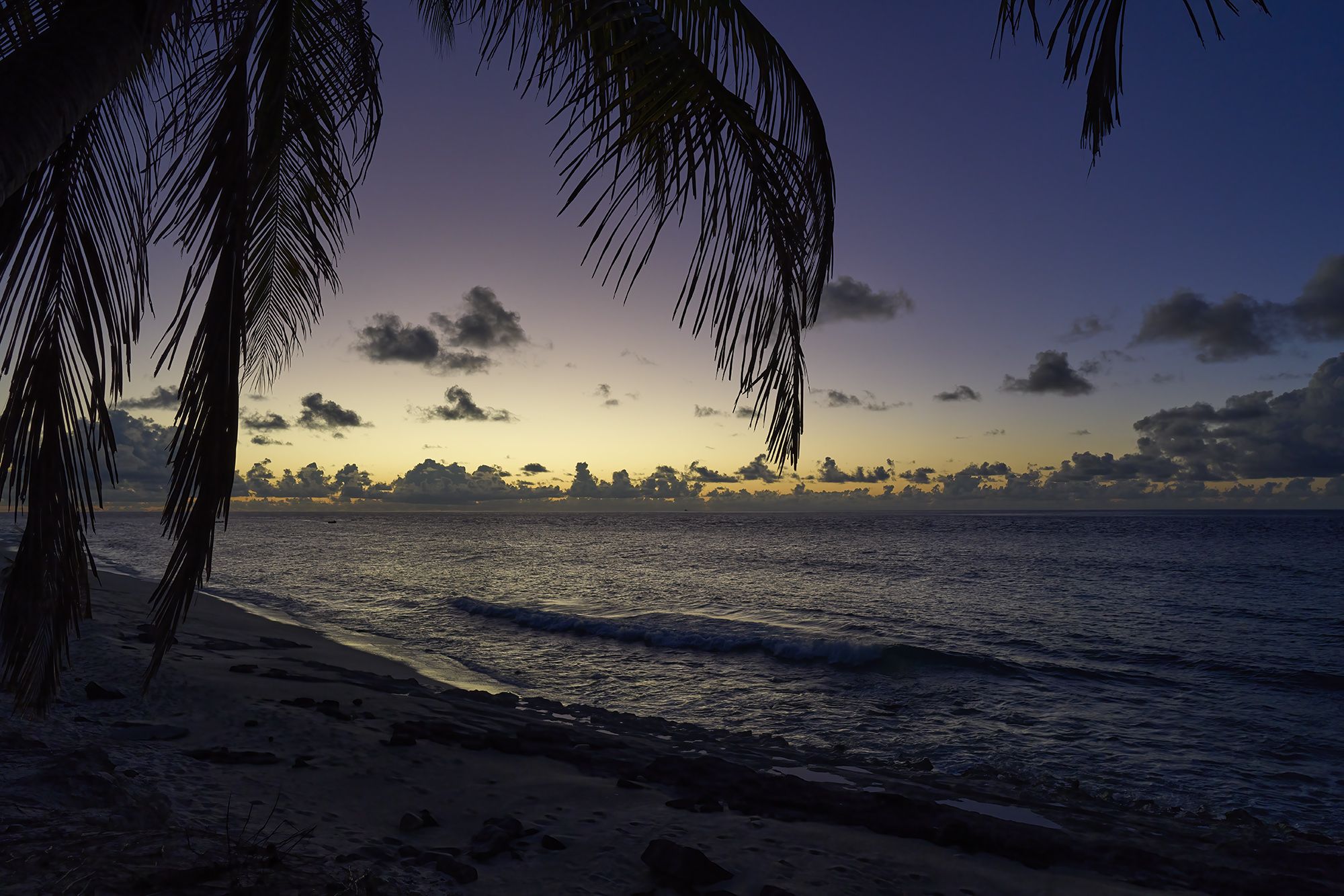 закат, пальма, океан, PAVEL PEREPECHAEV