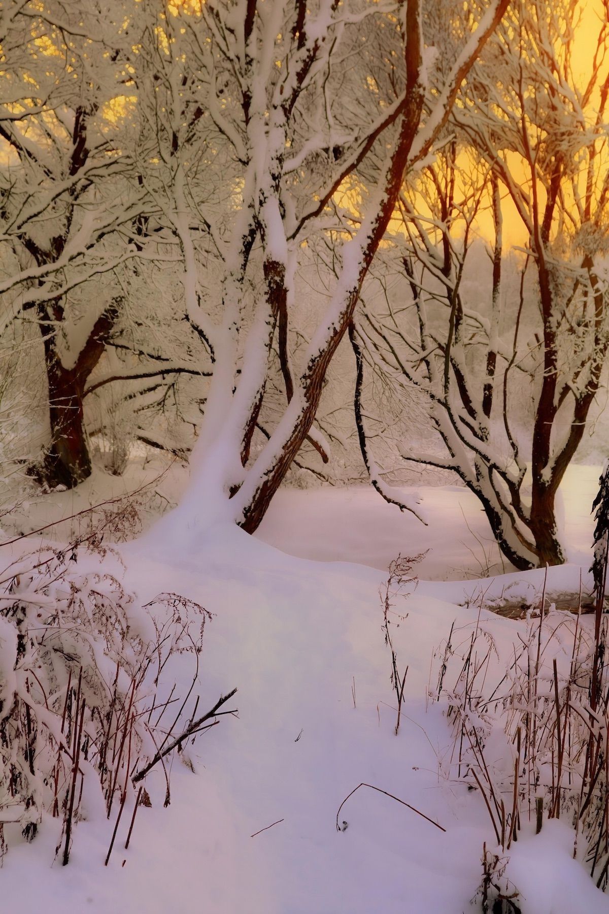 зима, winter, природа, nature, landscape, пейзаж, лес, forest, закат, sunset, Julia Kaissa