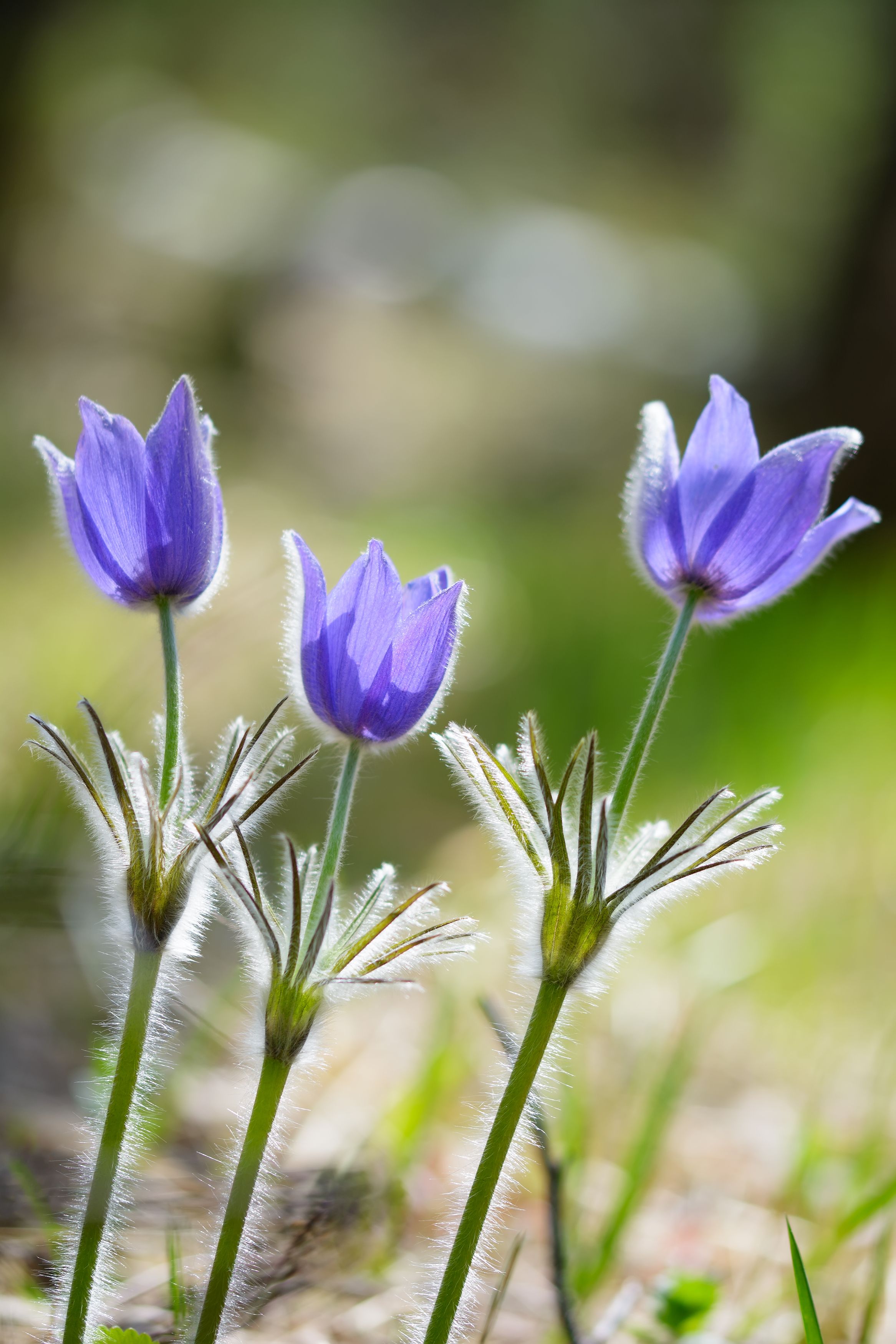 сон-трава, прострел, pulsatilla mill., цветы, весна, май, лес, Павел Черенков