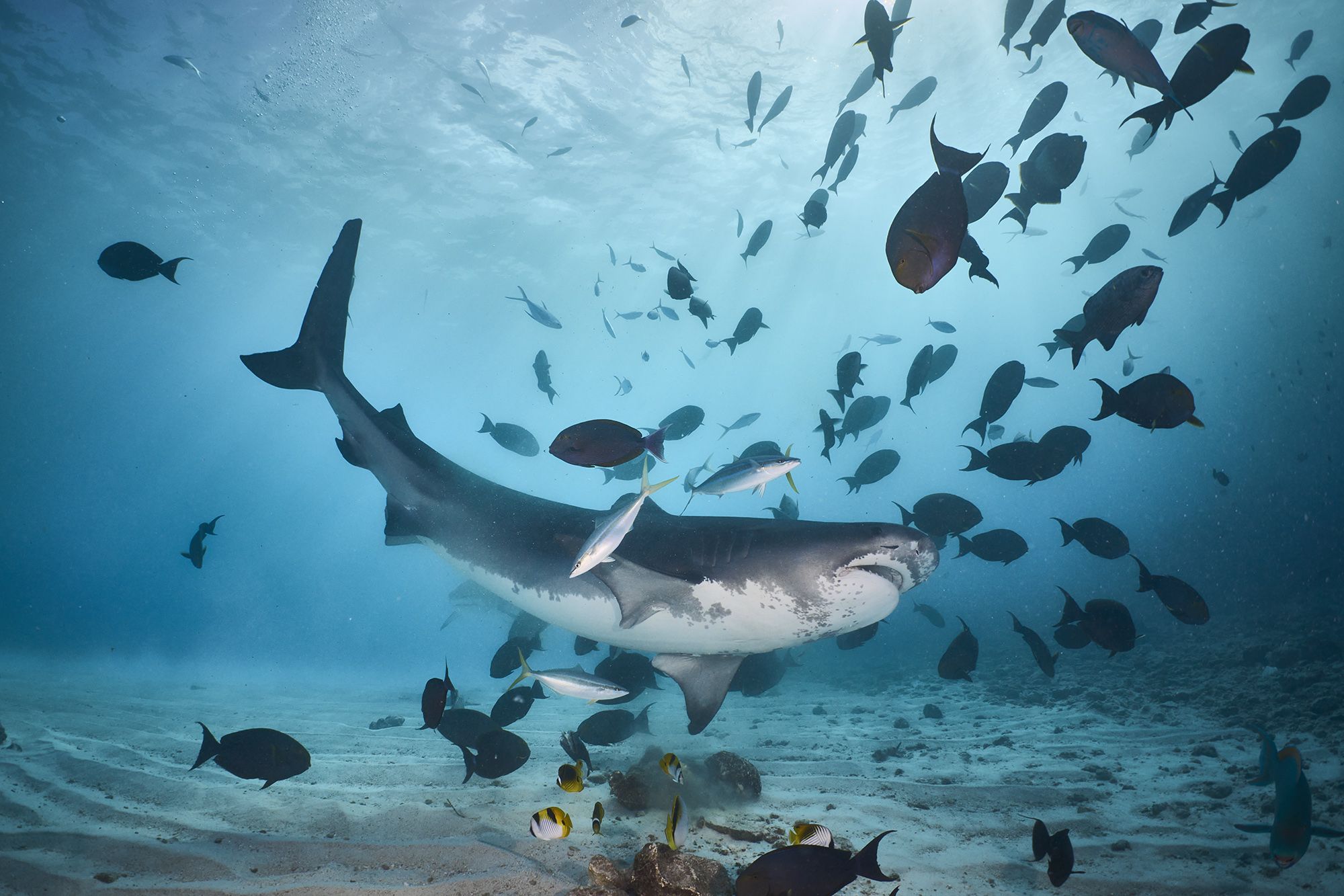 тигровая акула, акула, дайвинг, подводная фотосъемка, PAVEL PEREPECHAEV