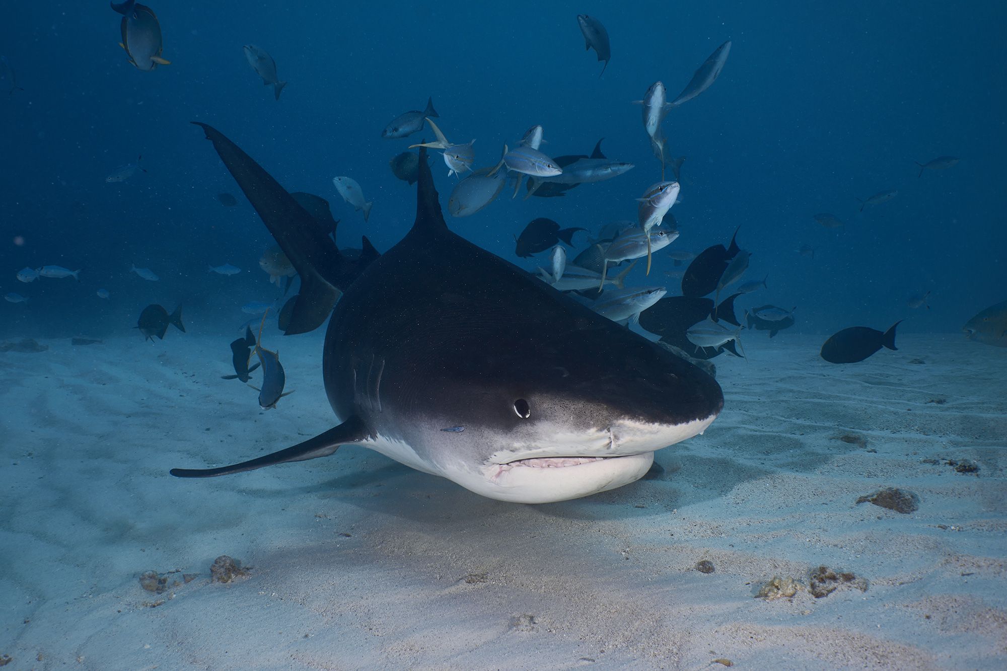 тигровая акула, акула, дайвинг, подводная фотосъемка, PAVEL PEREPECHAEV