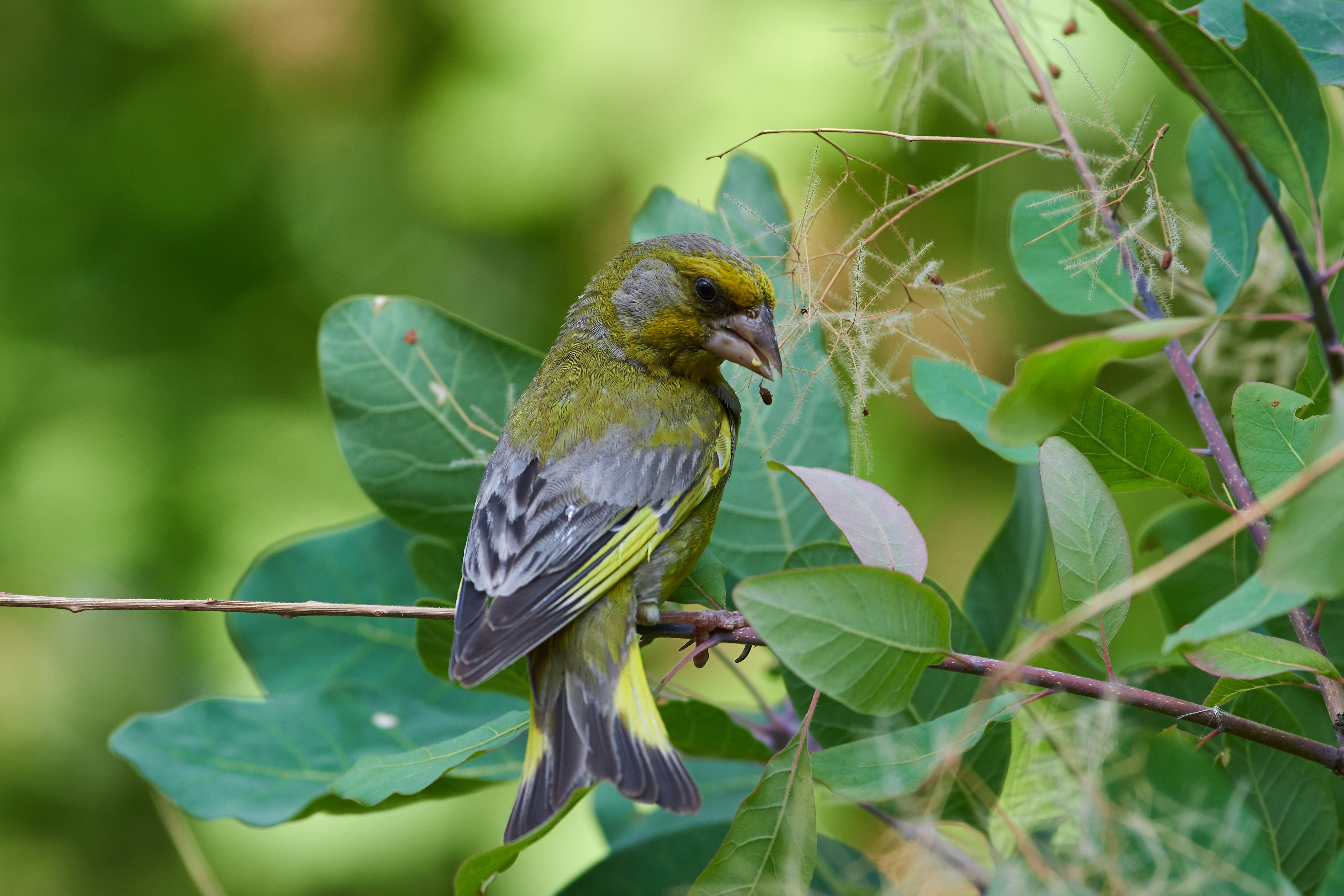 volgograd, russia, wildlife, Carduelis chloris, , Сторчилов Павел