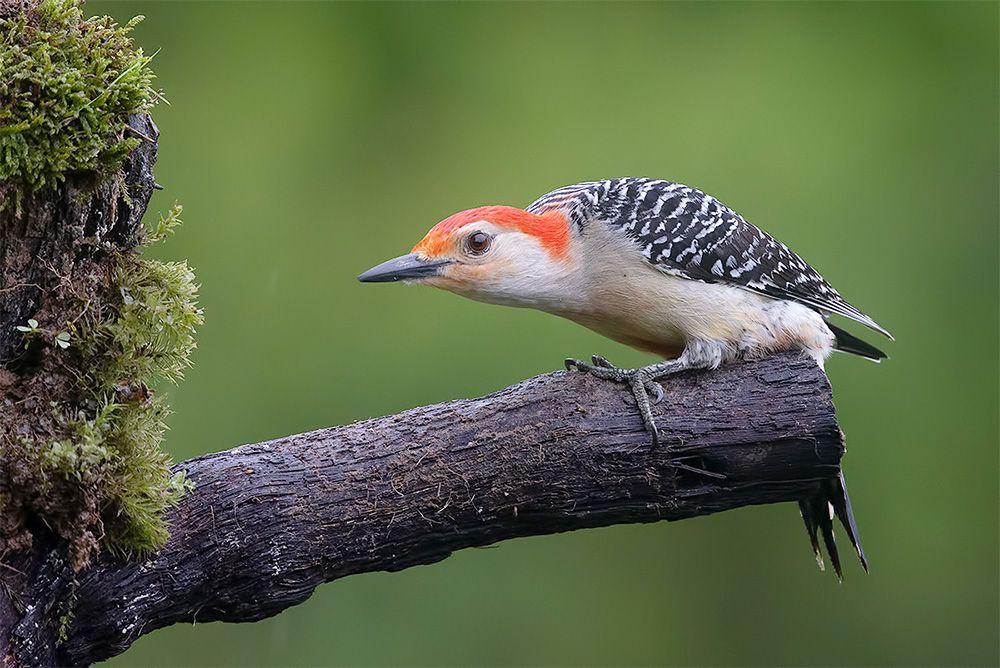 дятел, каролинский меланерпес, red-bellied woodpecker, woodpecker, Etkind Elizabeth