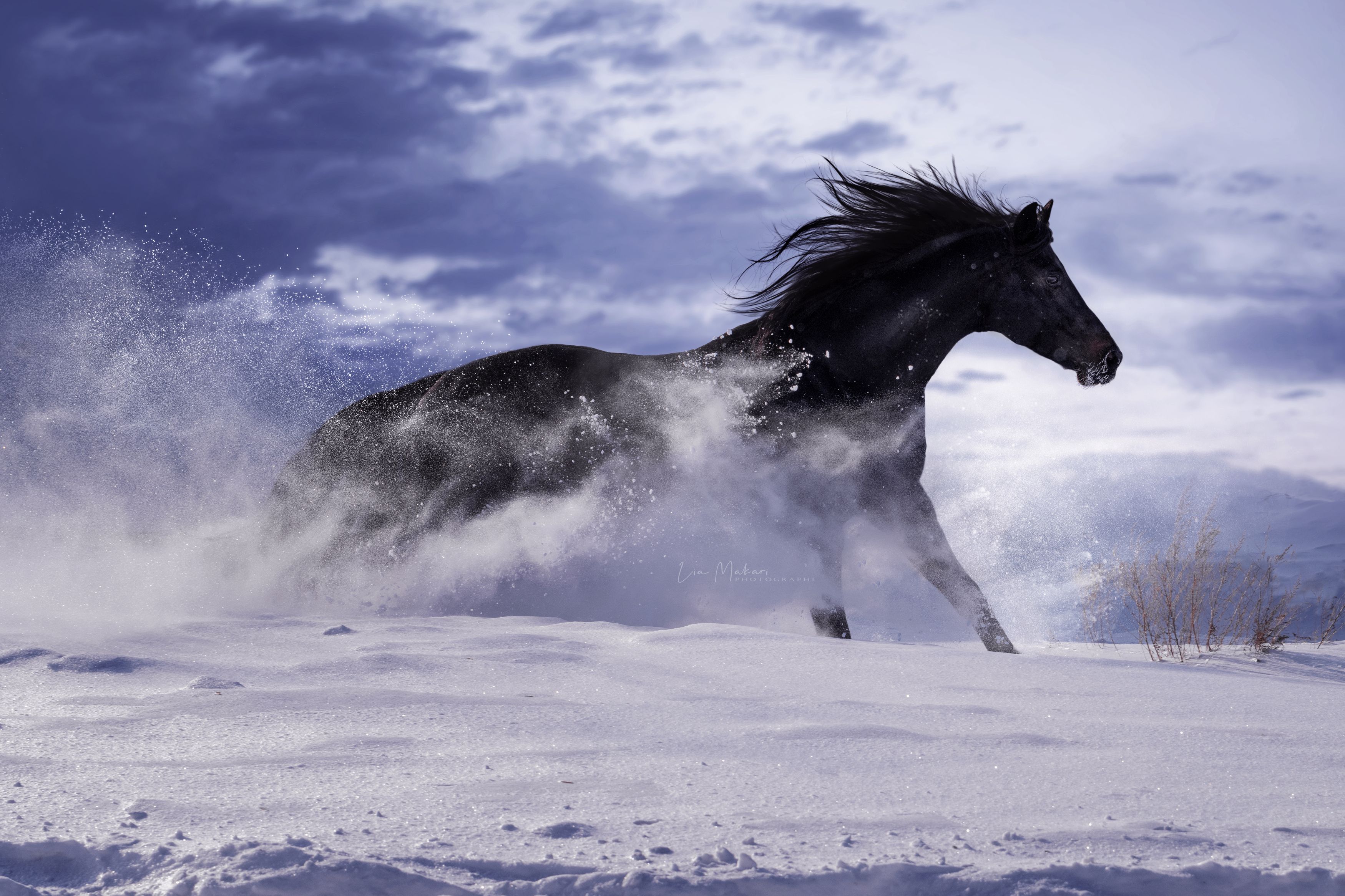 Лошадь, лошади, галоп, зима, снег, поле, снежное поле, horse, winter, Макари Лия