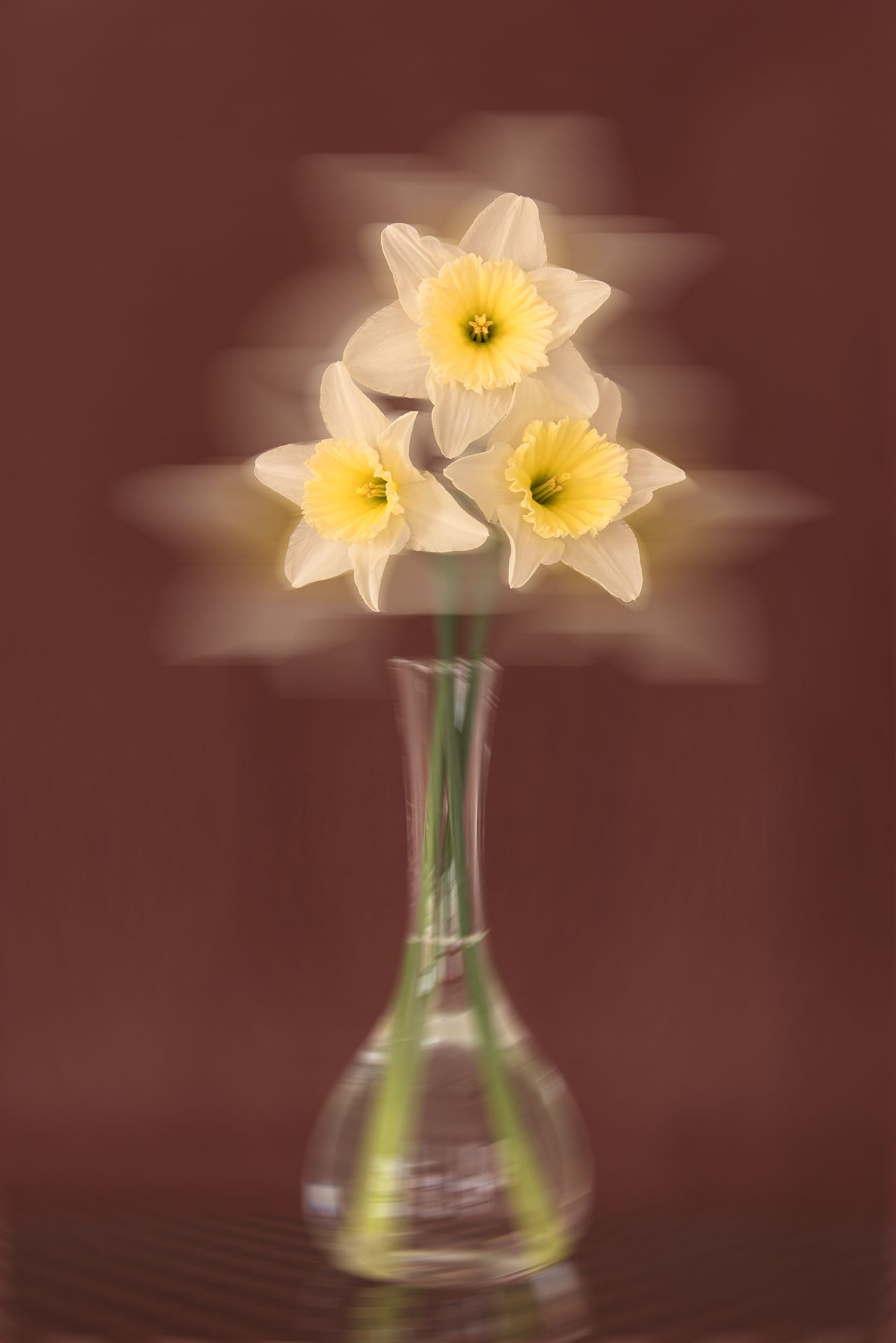 color, colors, concept, conceptual, daffodil, daffodils, narcissus, nature, photograph, photography, spring, springtime, still life, white, yellow,, Dr Didi Baev