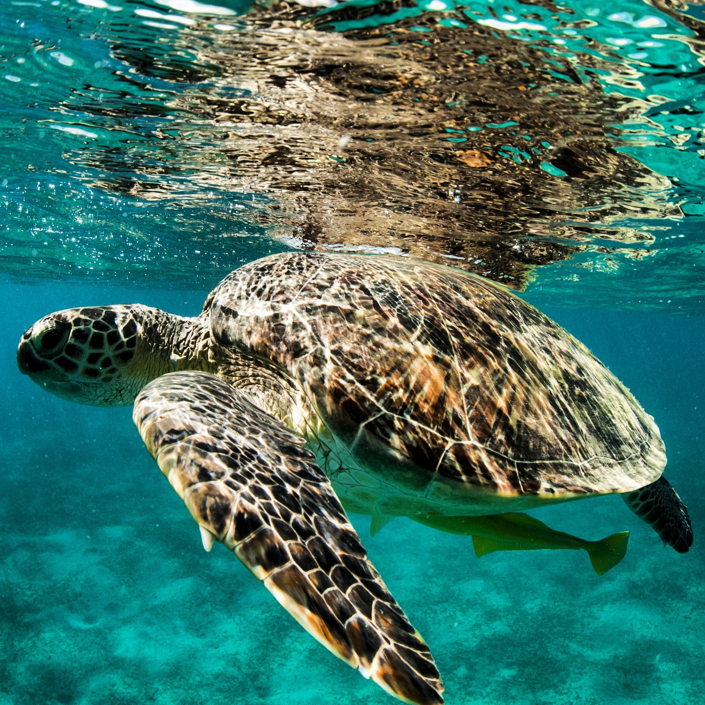 подводная фотография, черепаха, океан, природа, Karasev Pavel
