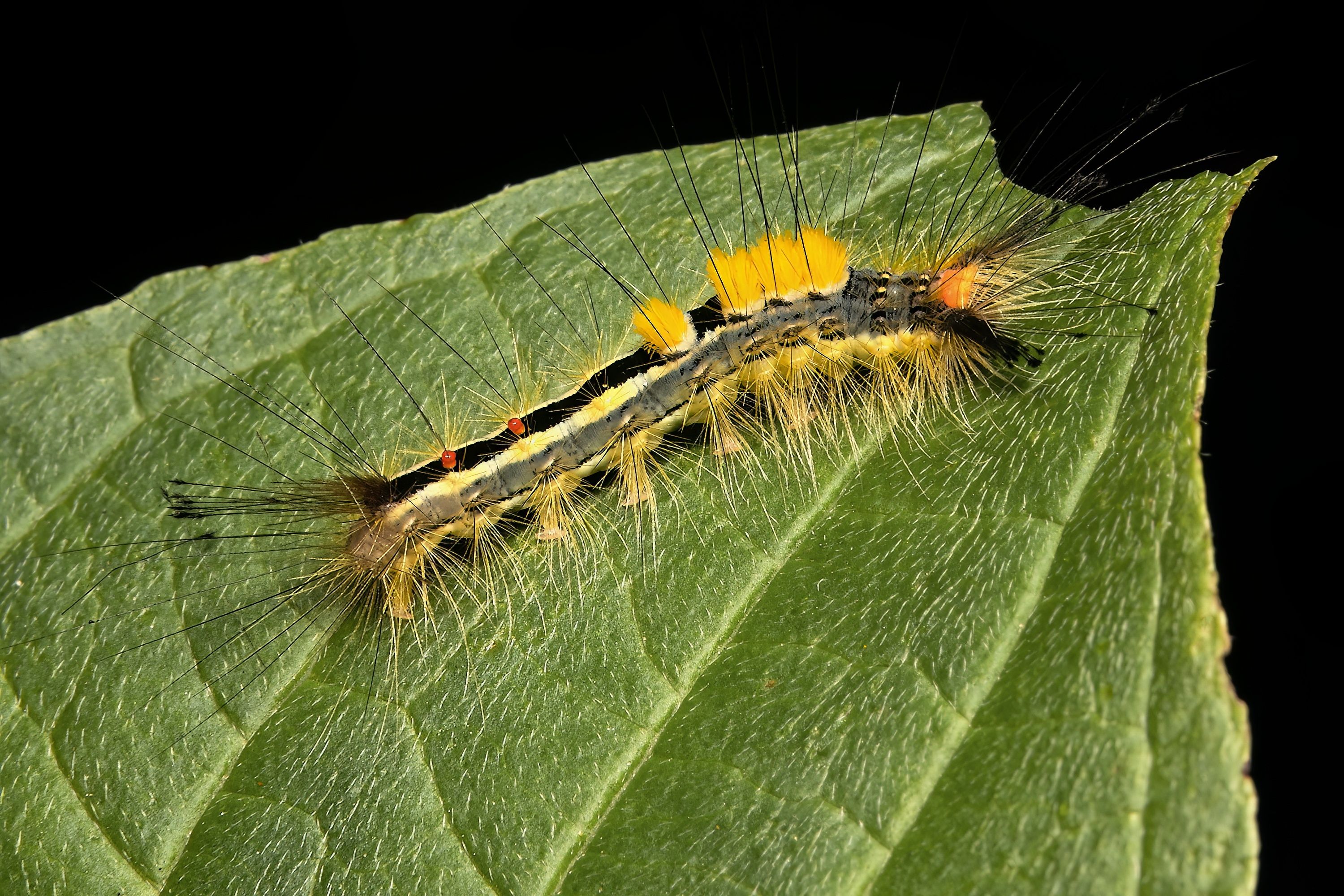 lepioptera, caterpillar, moth, insectphoto, insectmacro, insectlovers, macrophoto, enthomology, macrophotography, Stephane