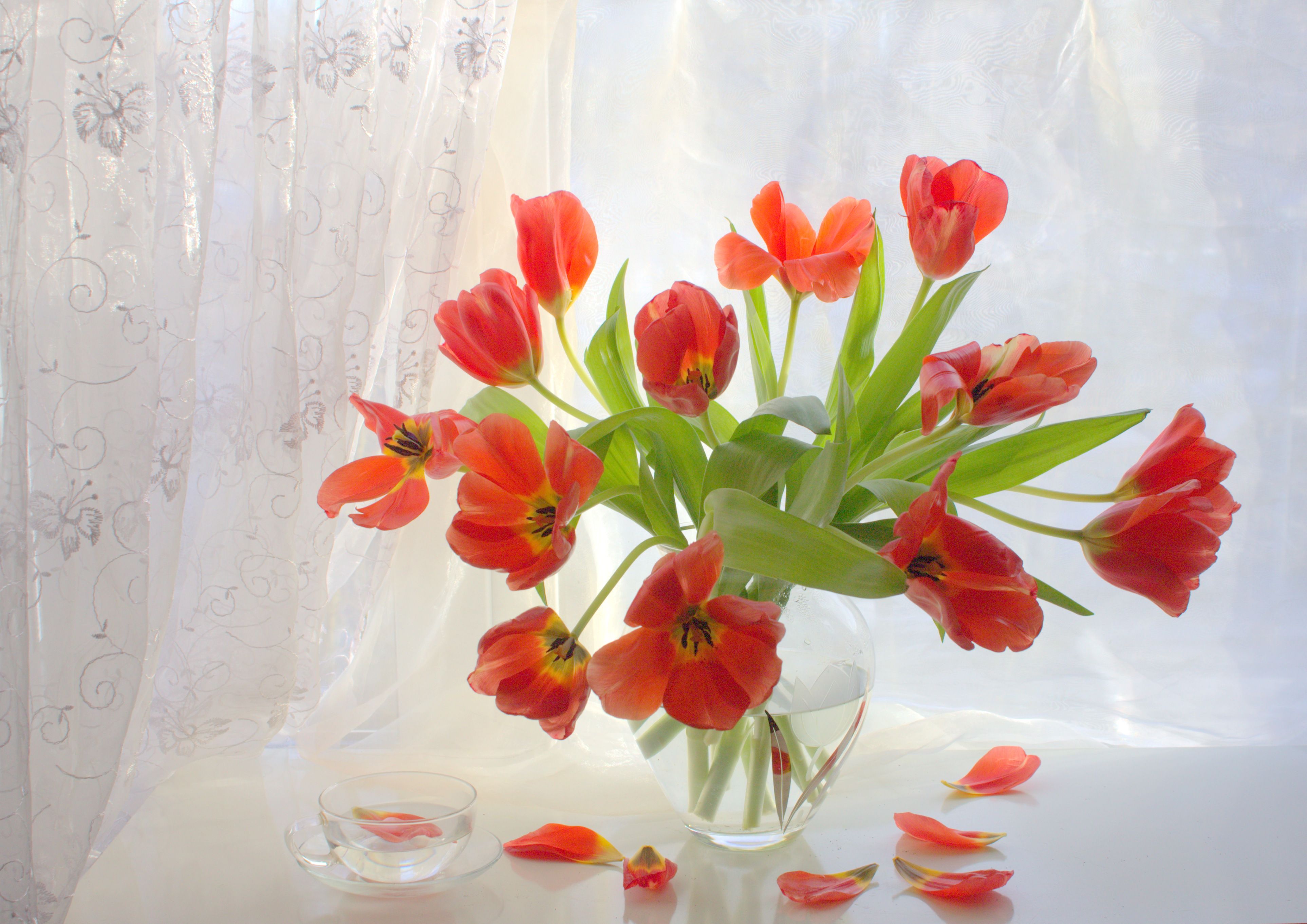 цветы, весна, март, тюльпаны, Хохлова Наталья