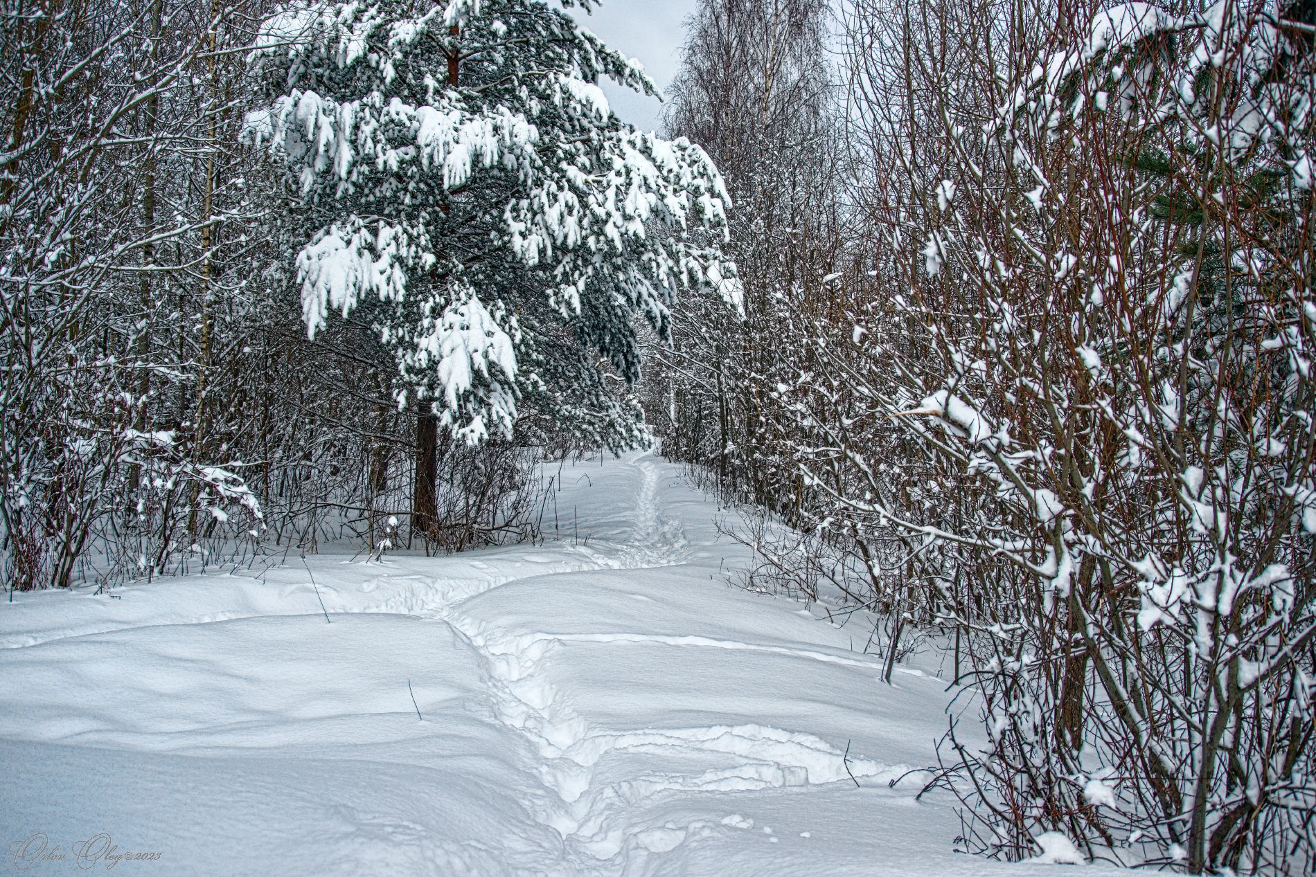 , Орлов Олег