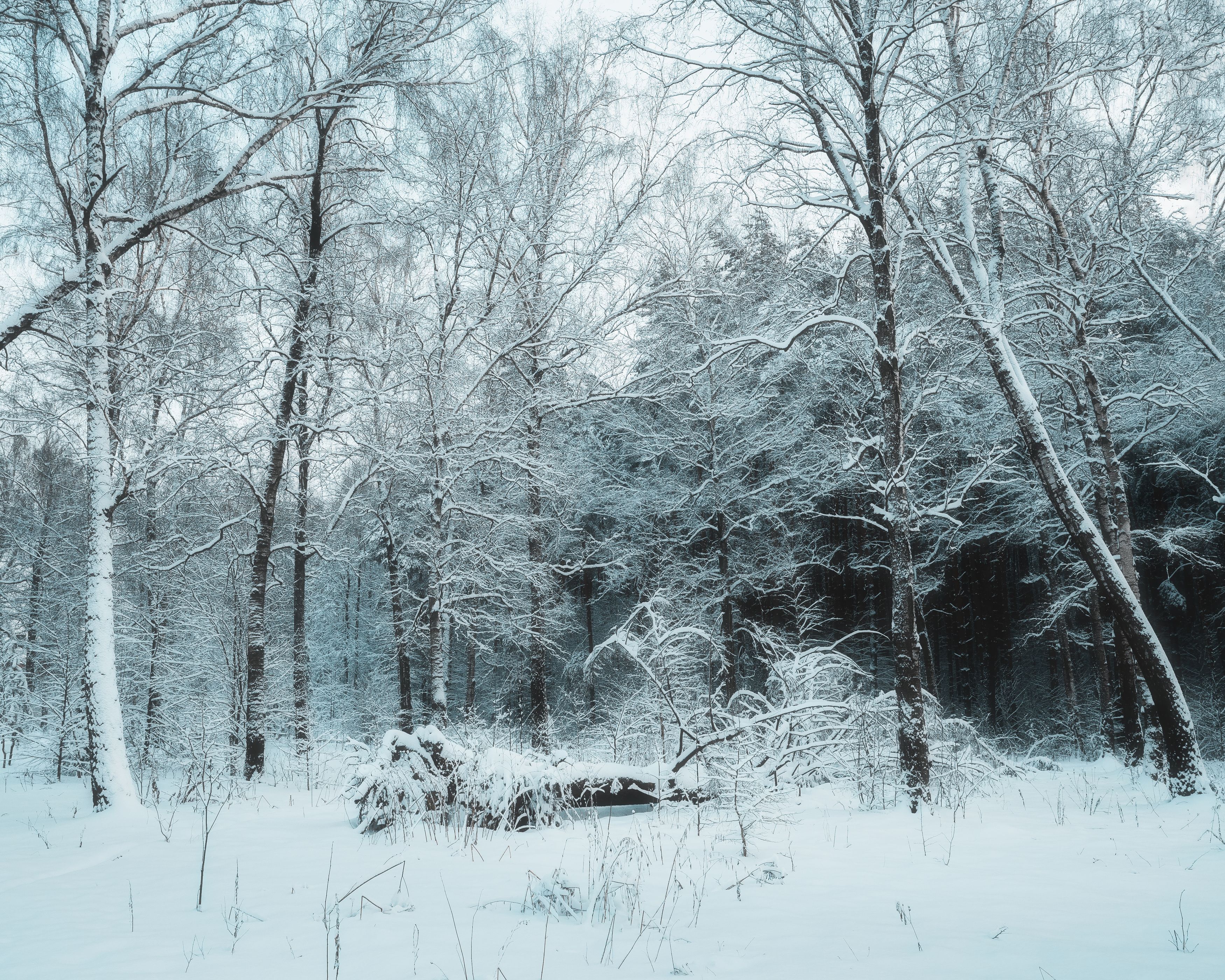природа, зимний пейзаж, пейзаж, снег, снежная зима, Московская область, Мартыненко Дмитрий