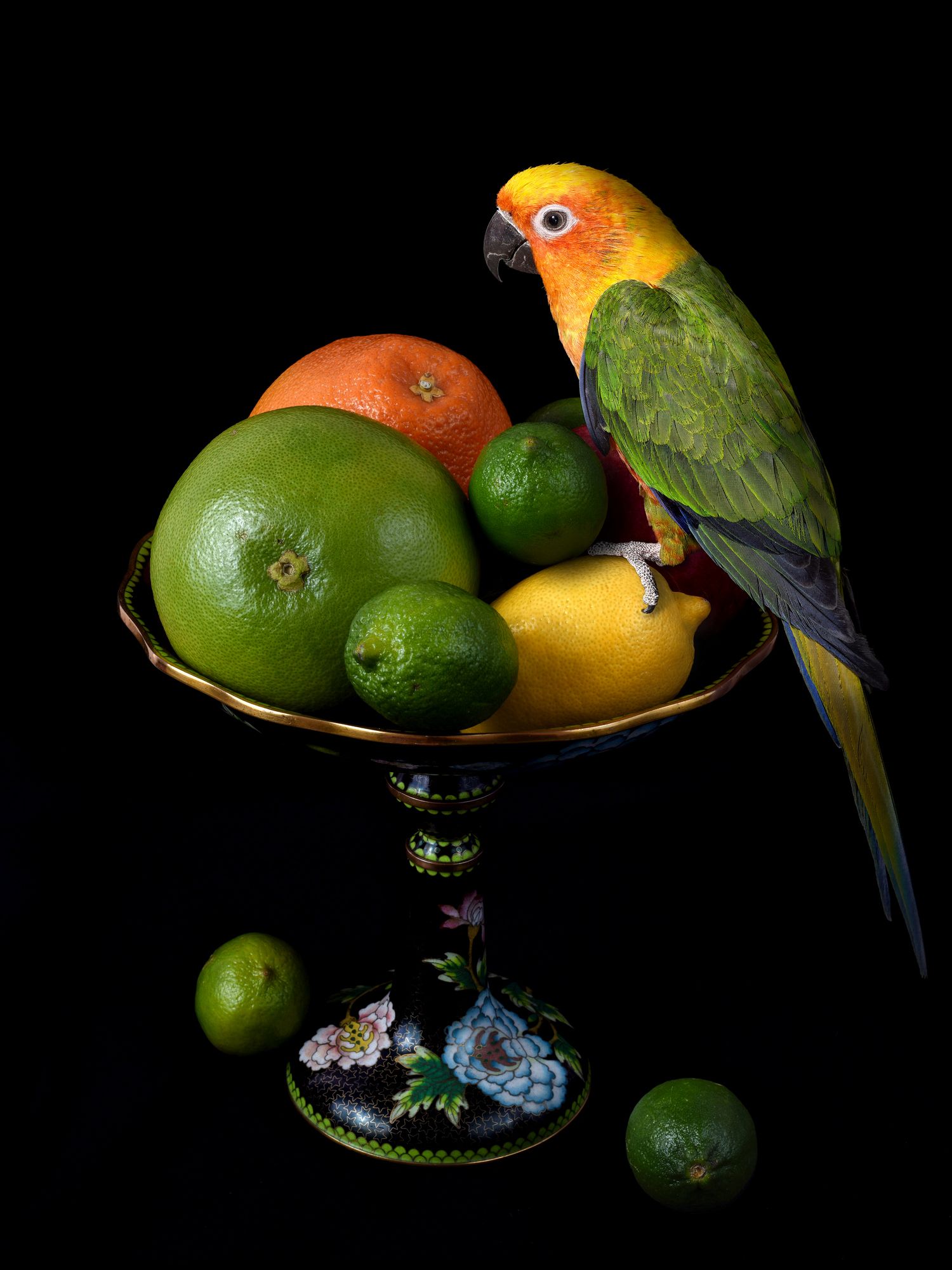 птицы, попугай, желтый, оранжевый, черный, Владимир Сафонов