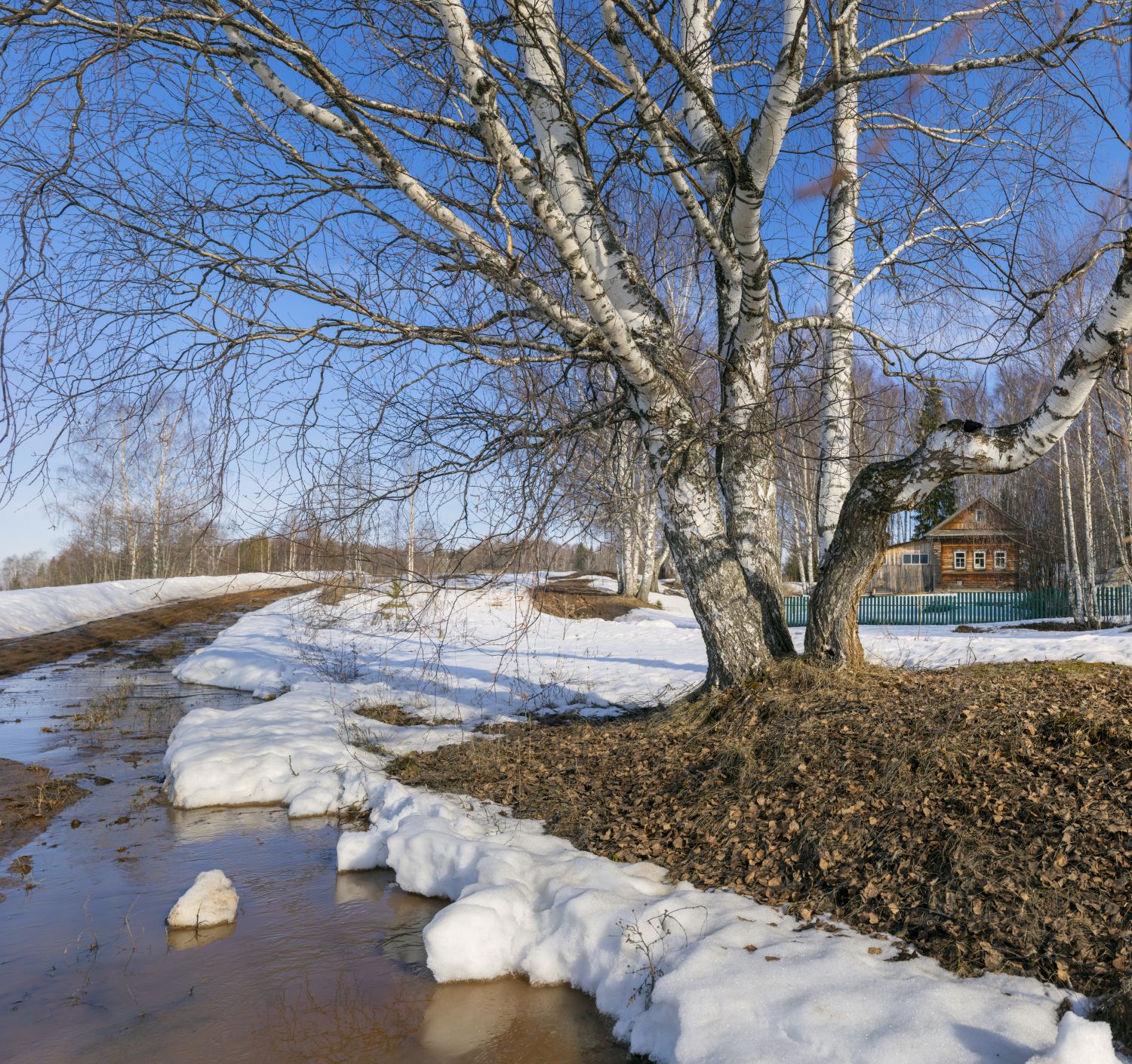 береза утро деревня весна рассвет снег ручьи, Сергей Буторин