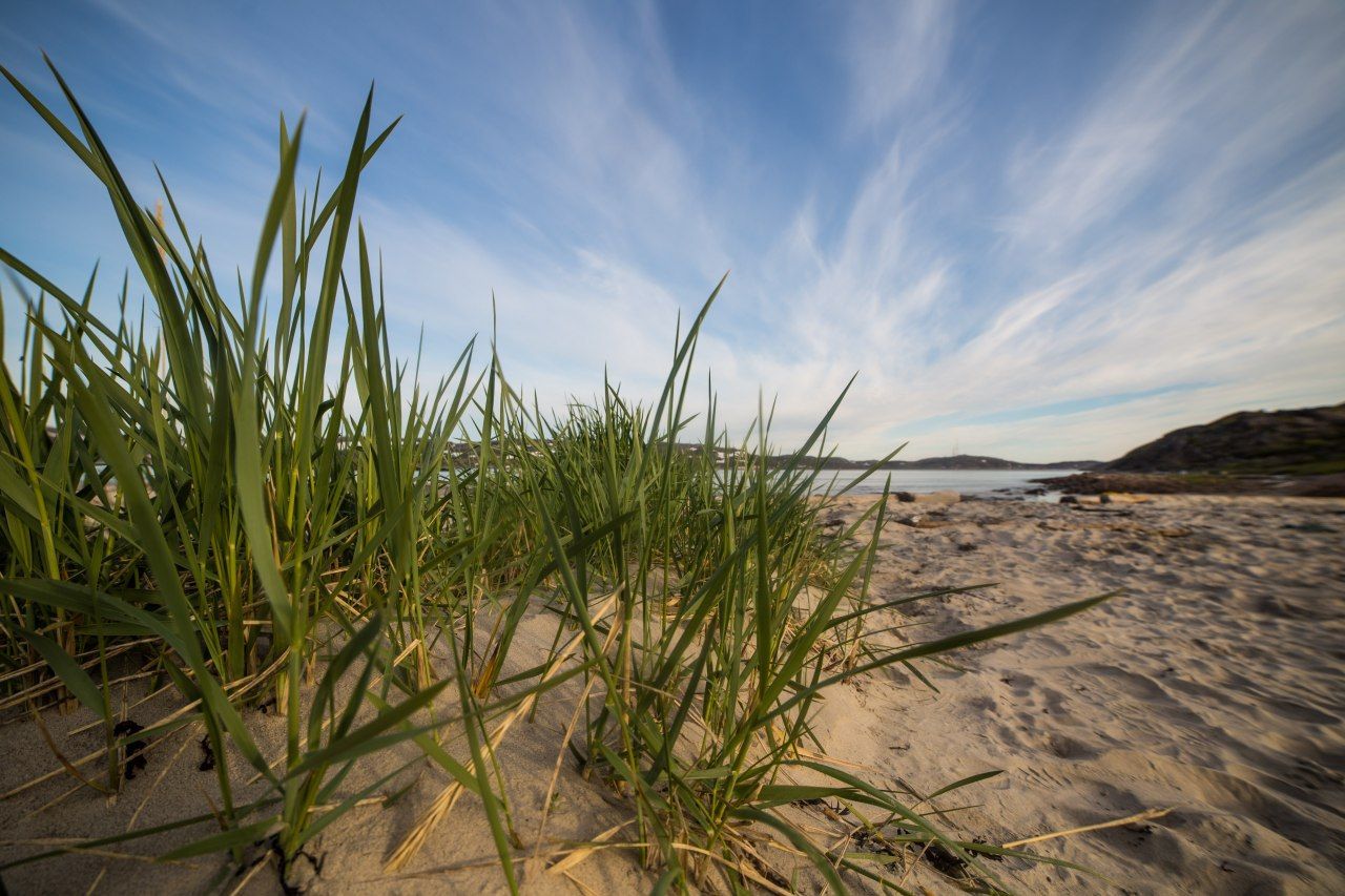 лето, море, трава, пляж, песок, Алёна Салтыкова