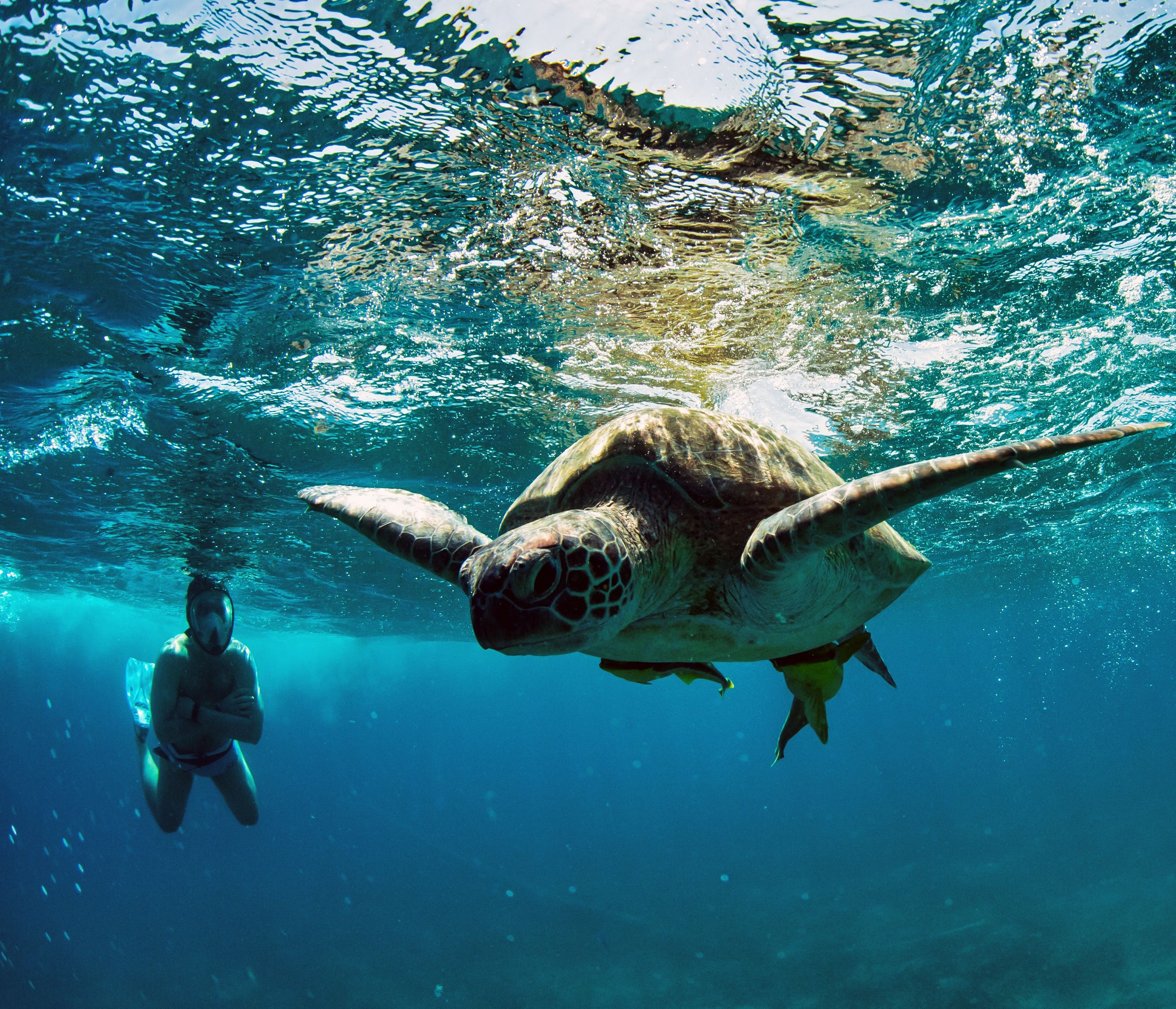 море, подводная фотография, черепаха, океан, Karasev Pavel