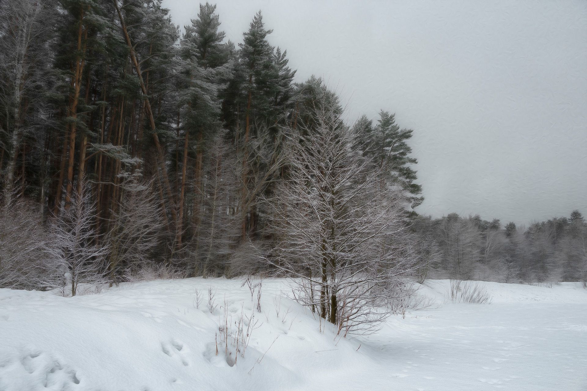 лес, зима, снег, деревья, пейзаж, Валерий Вождаев