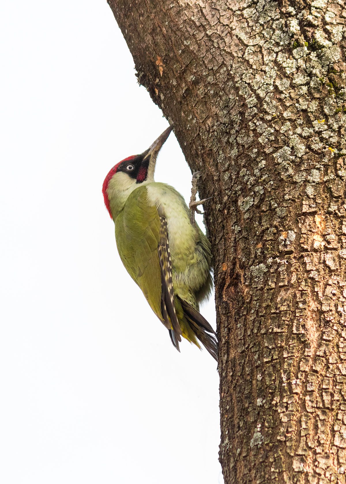 woodpecker, дятел,, Tonova Vania