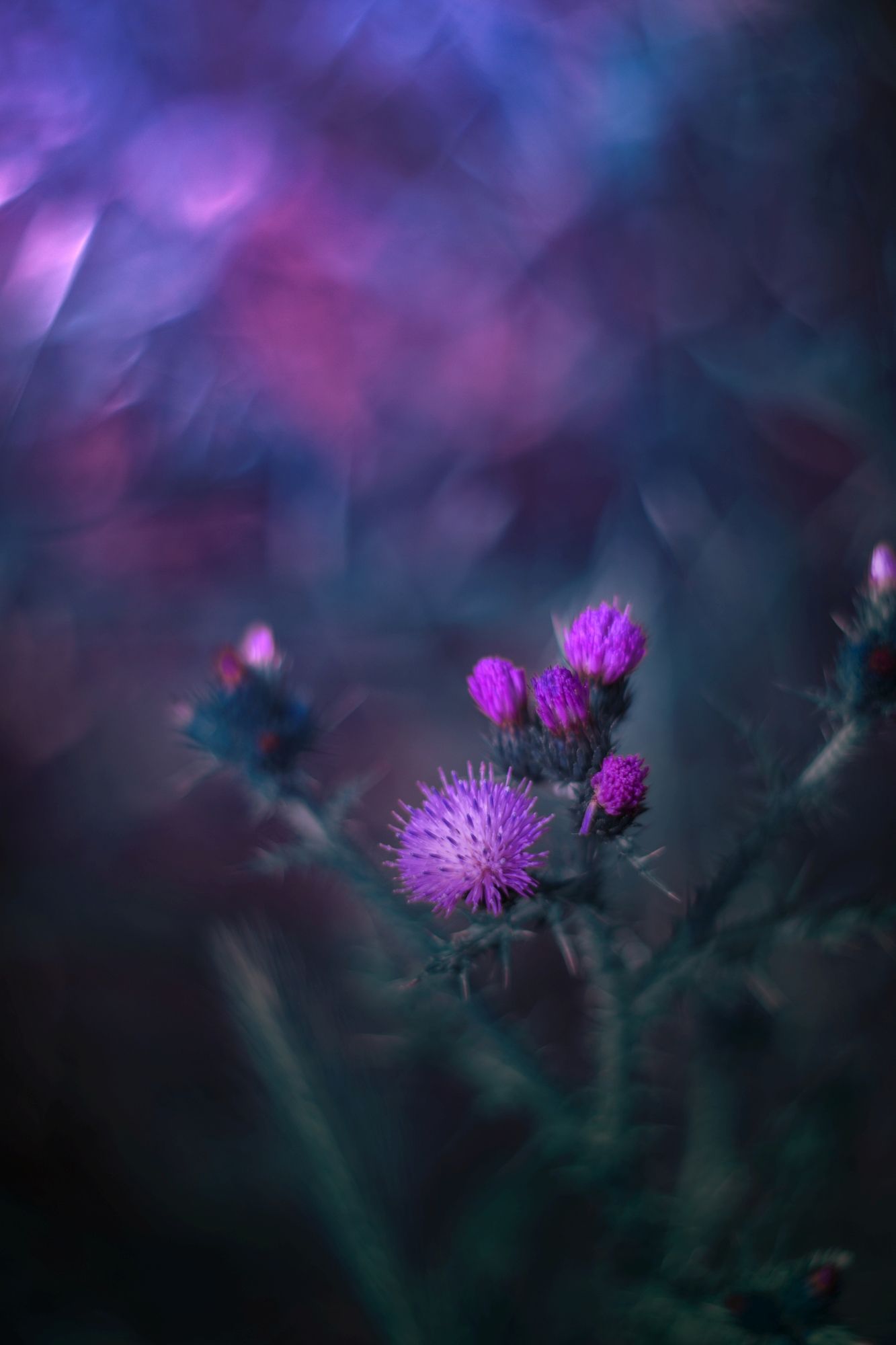 purple,blue,green,dark,light,nature,flower,bokeh,, Борислав Алексиев