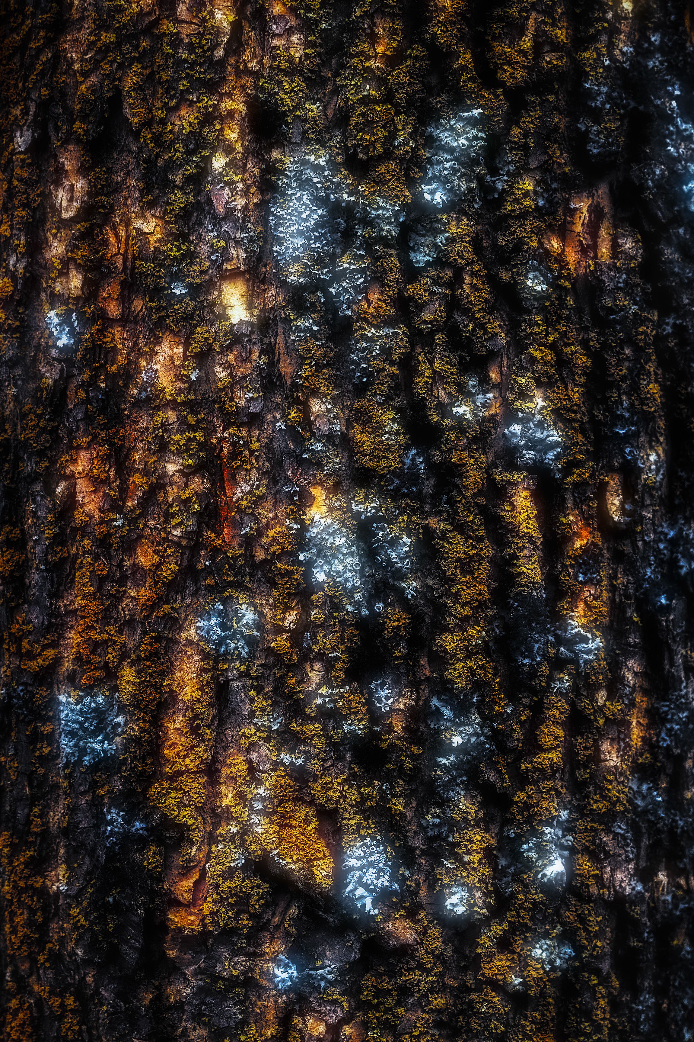 лес лишайники мхи природа свет цвет фотография весна март текстура, Еремеев Дмитрий