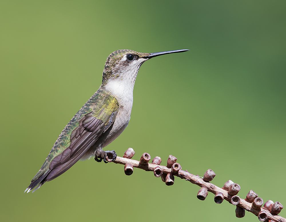 колибри,ruby-throated hummingbird, hummingbird, весна, Etkind Elizabeth