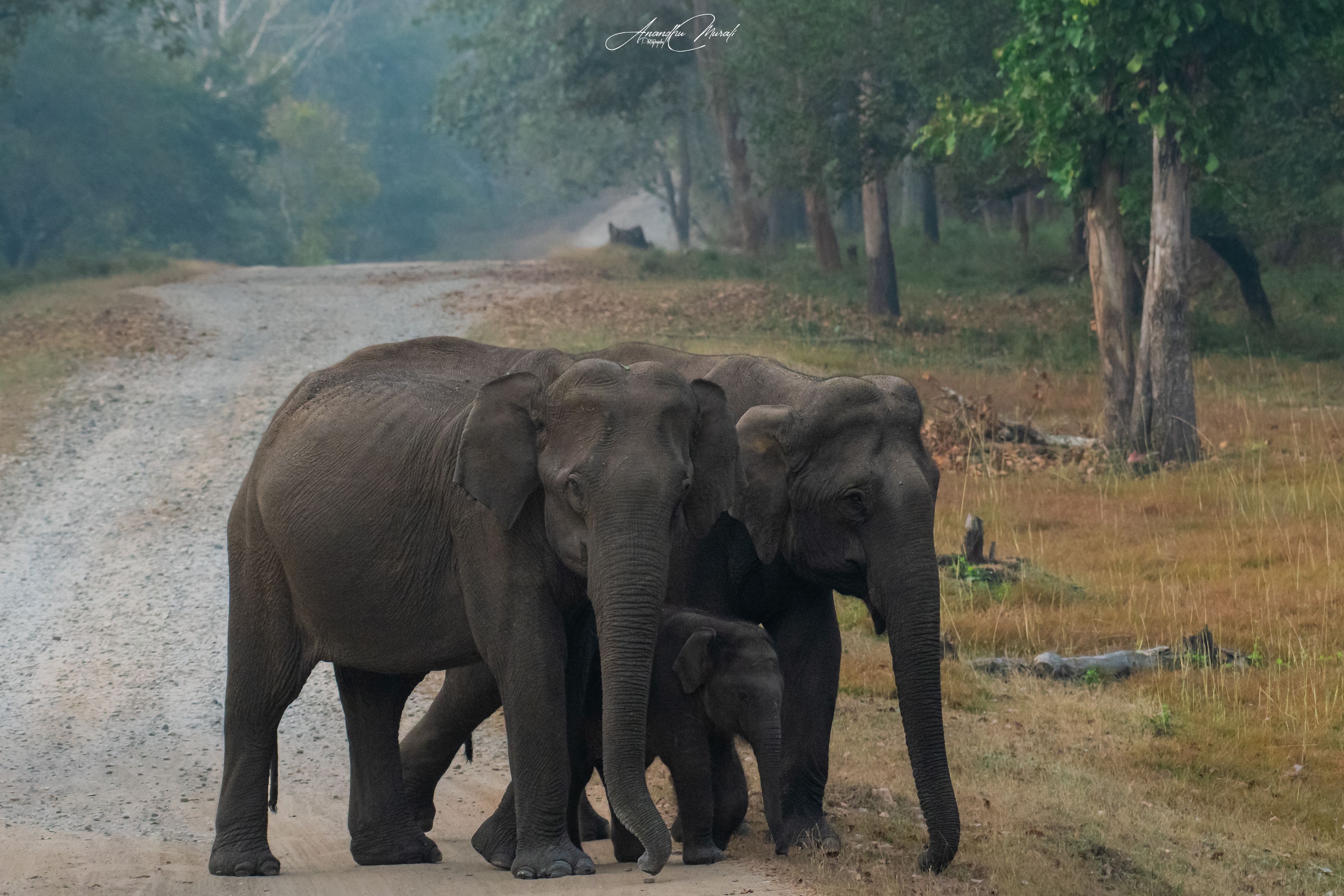 wildlife elephant india mother, Anandhu M