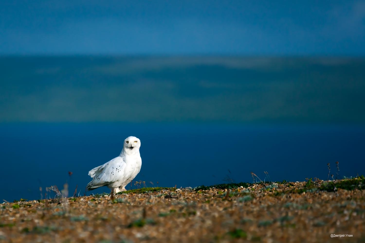 полярная сова, сова, белая птица, Дмитрий Уткин