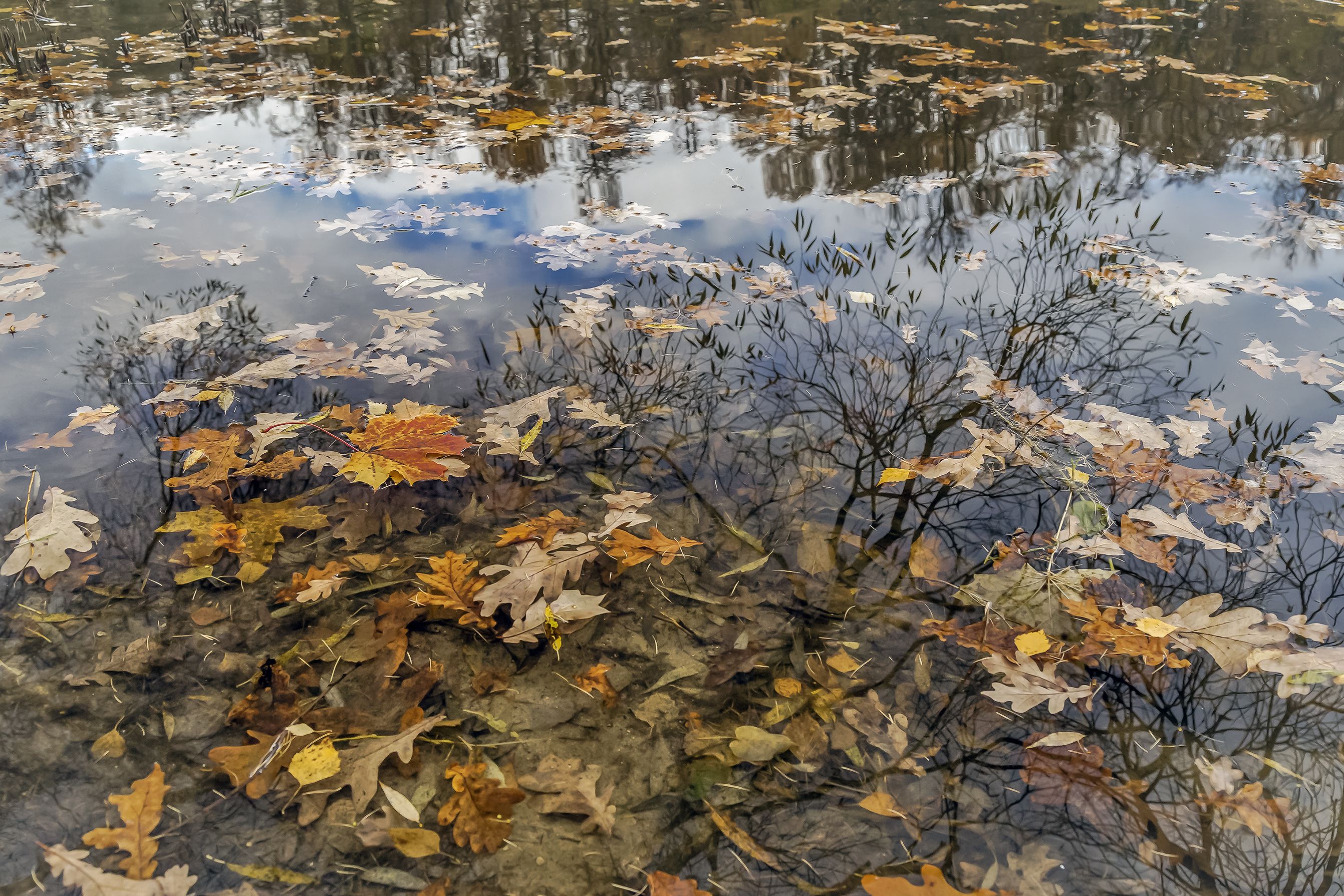 парк. озеро.. отражение., Бирюков Вячеслав