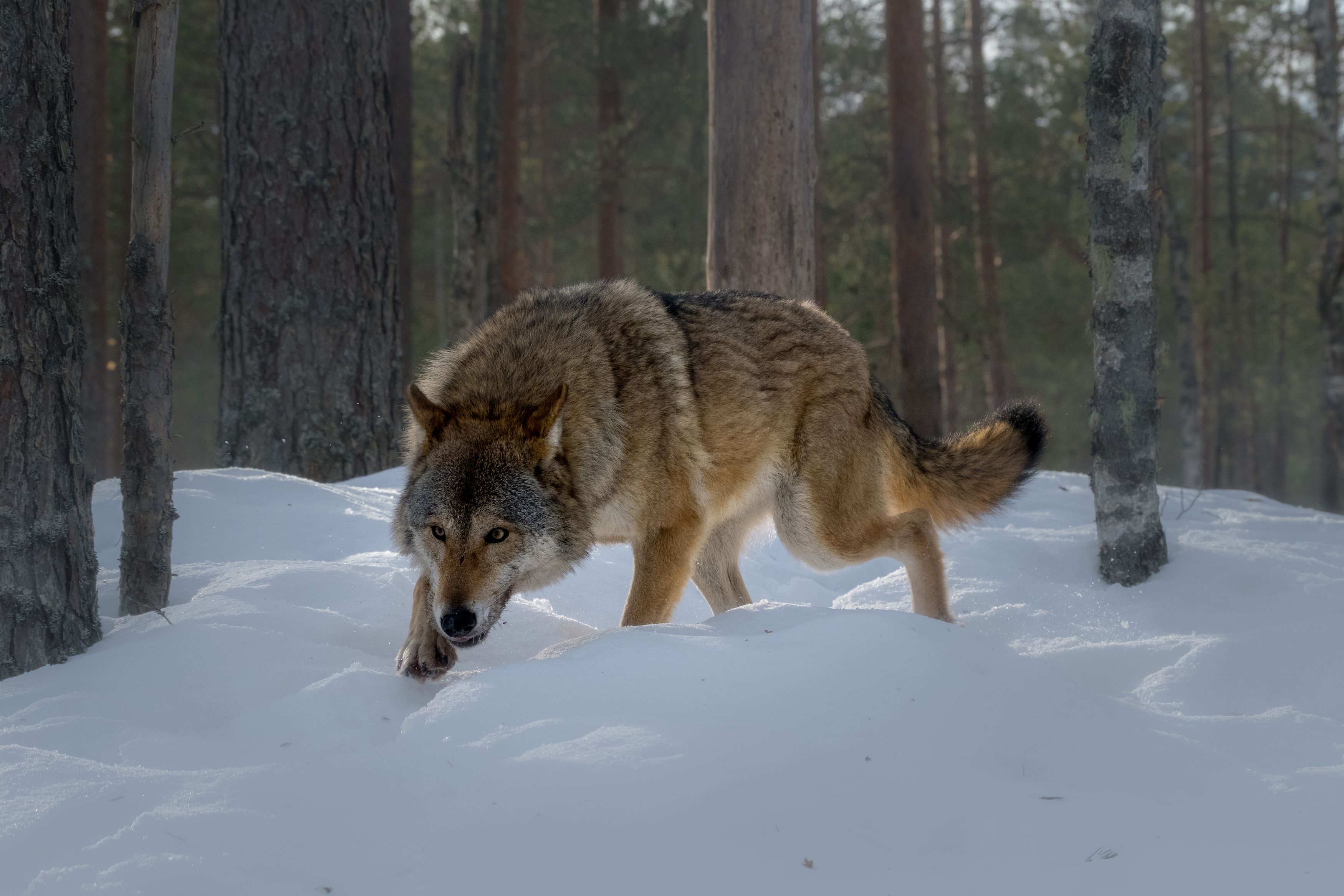 волк, волки, фотоохота, красный бор, беларусь, wolf, wolves, photo hunting, krasny bor, belarus, нд, Демкина Надежда