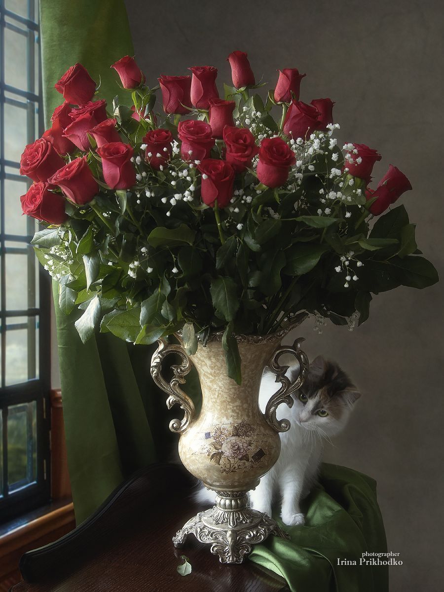 натюрморт, цветы, розы, букет, алые розы, кошка, Приходько Ирина