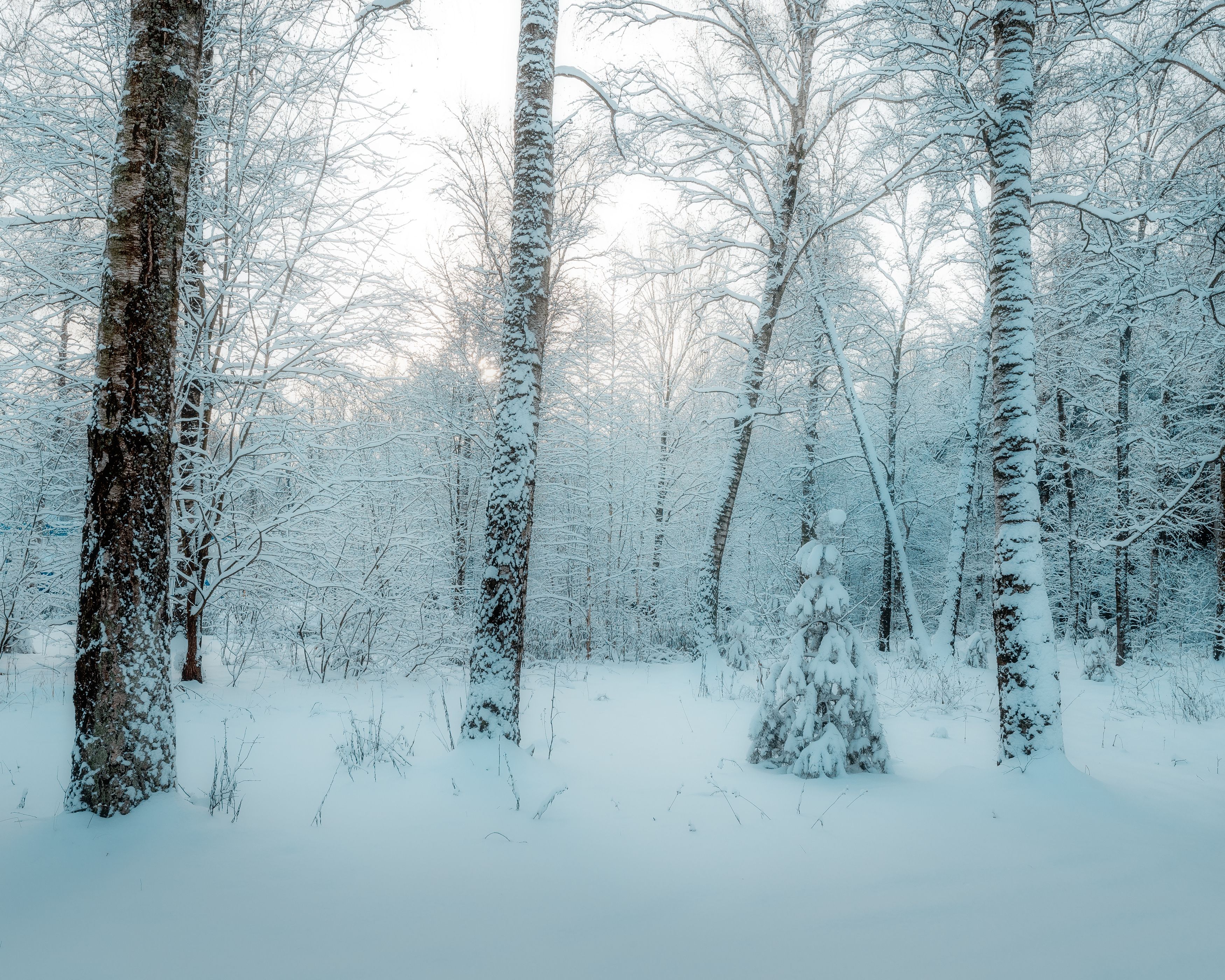 пейзаж, зимний пейзаж, много снега, зимний лес, Мартыненко Дмитрий