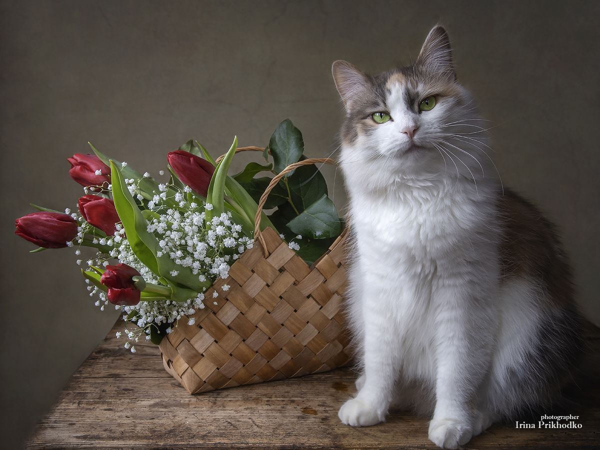 постановочное фото, цветы, кошка, портрет, домашние животные, букеты, тюльпаны, Приходько Ирина
